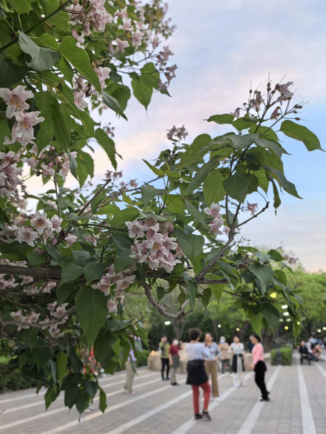 楸木开花图片