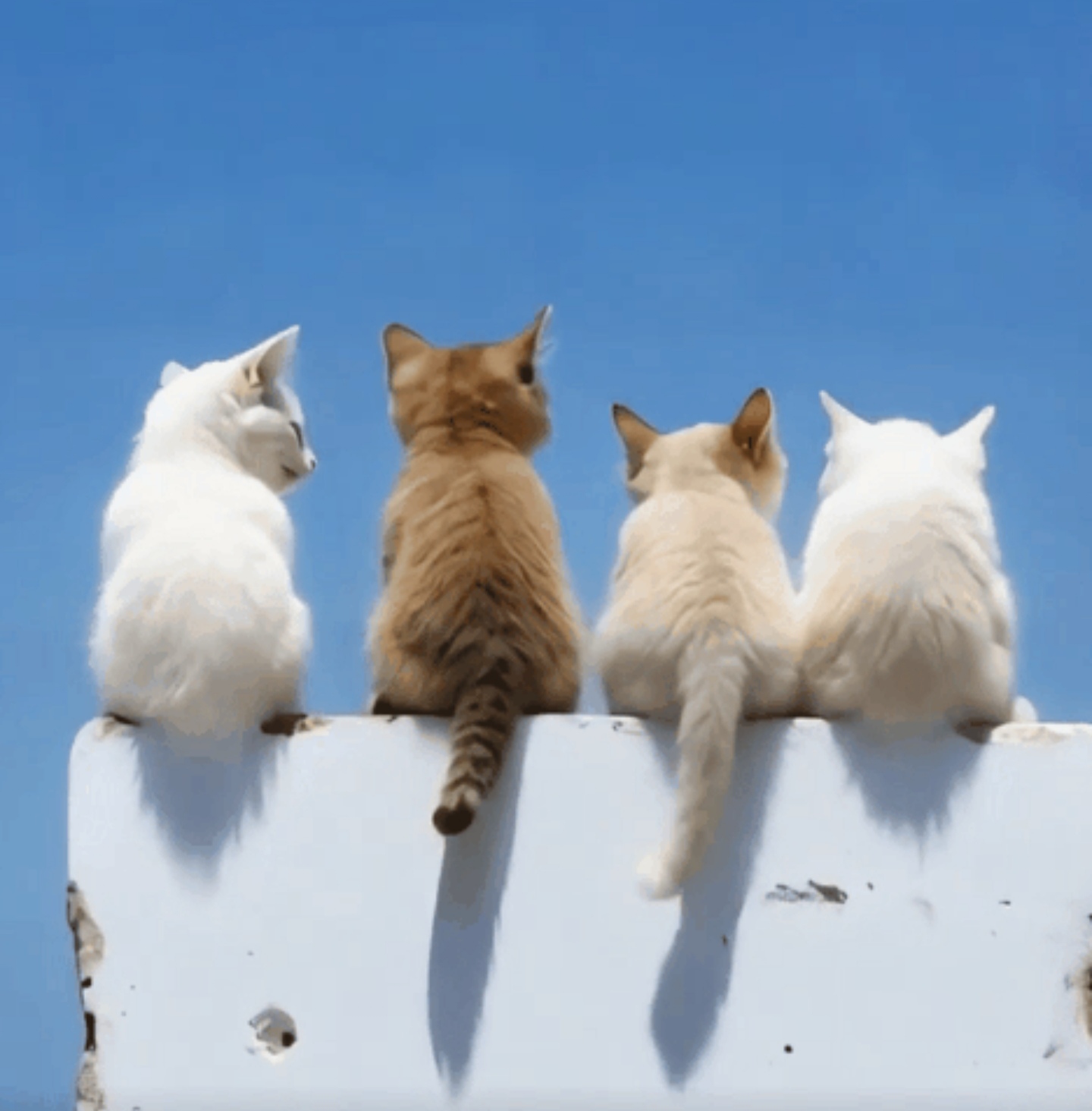 《那些年,我们一起追过的猫猫》 今日偶然瞥见四只猫猫齐齐坐在墙头上
