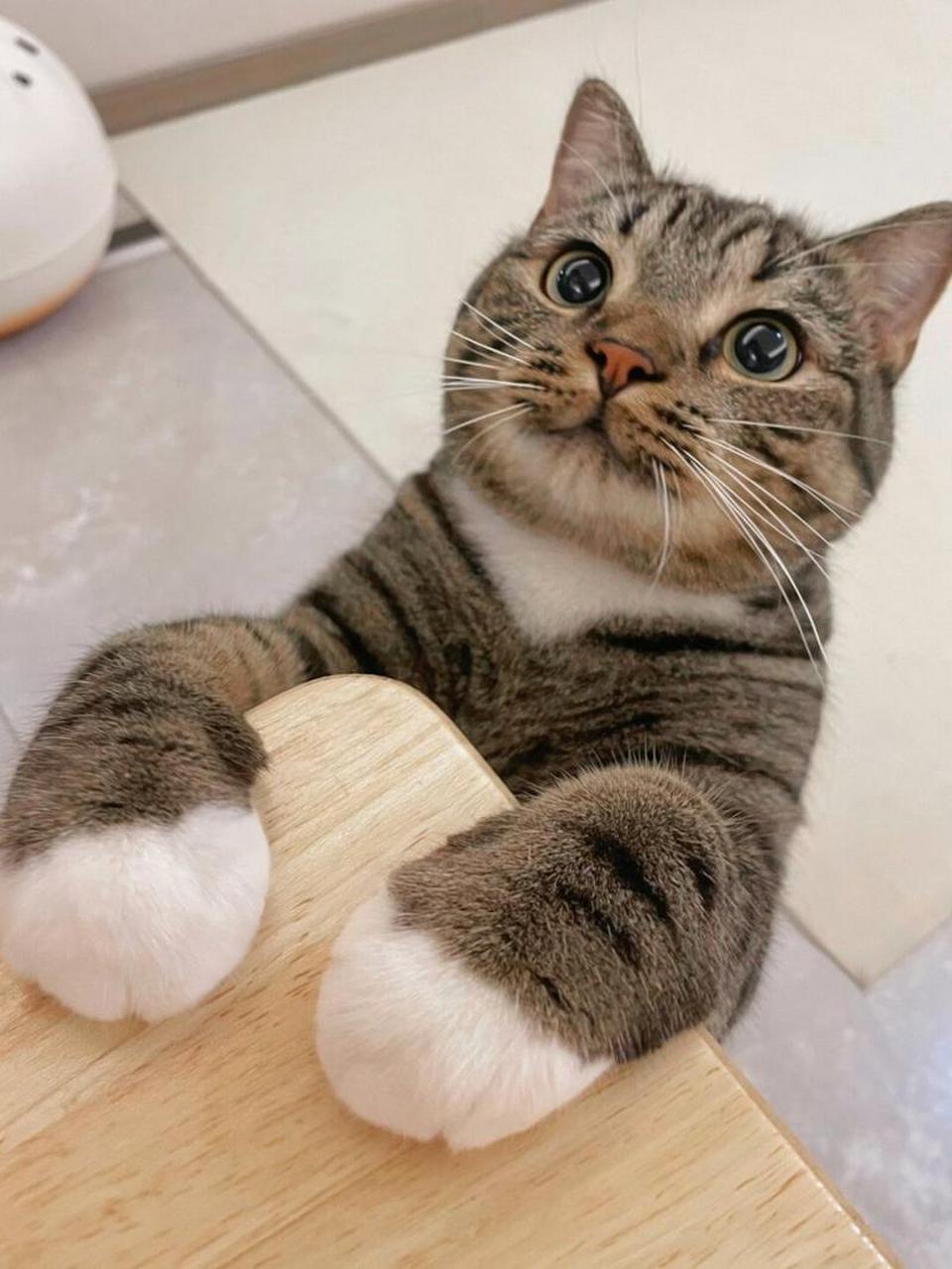 小小的脑袋歪着,耳朵也时不时地动一动,真的是把人都给萌化了.