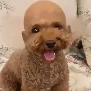 今天看到有人给狗子剃了个光头,看到莫名喜感,忍不住,根本忍不住!