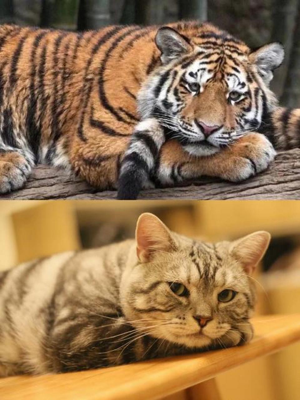 嘿嘿,老虎和猫,都是猫猫!一个大猫猫,一个小猫猫.