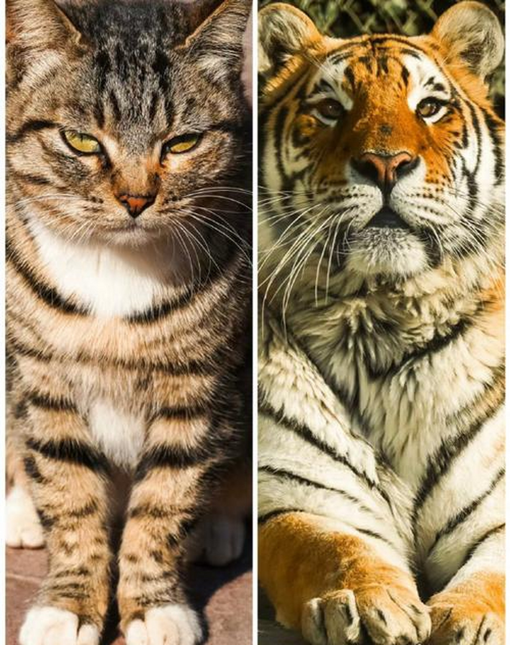 嘿嘿,老虎和猫,都是猫猫!一个大猫猫,一个小猫猫.