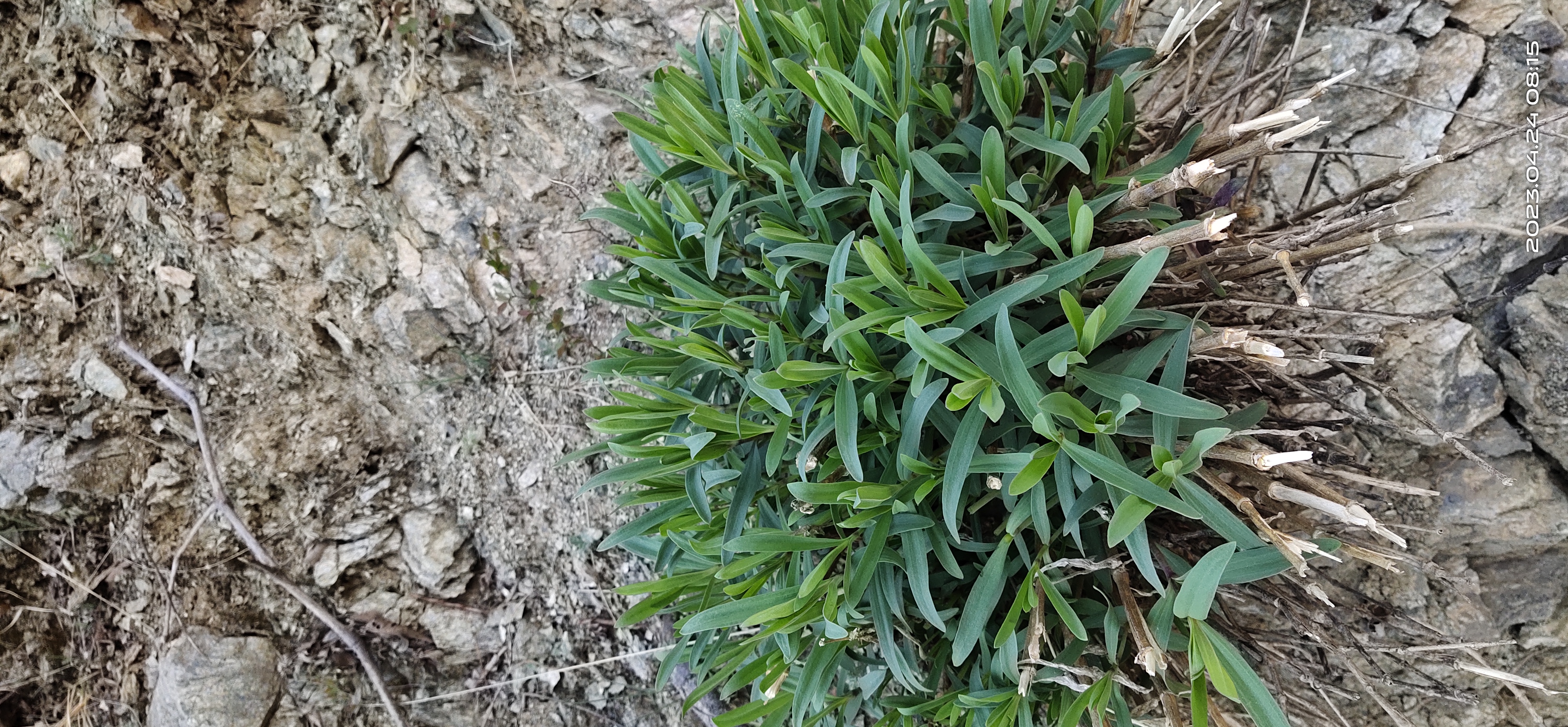 广东菜山野菜营养价值图片