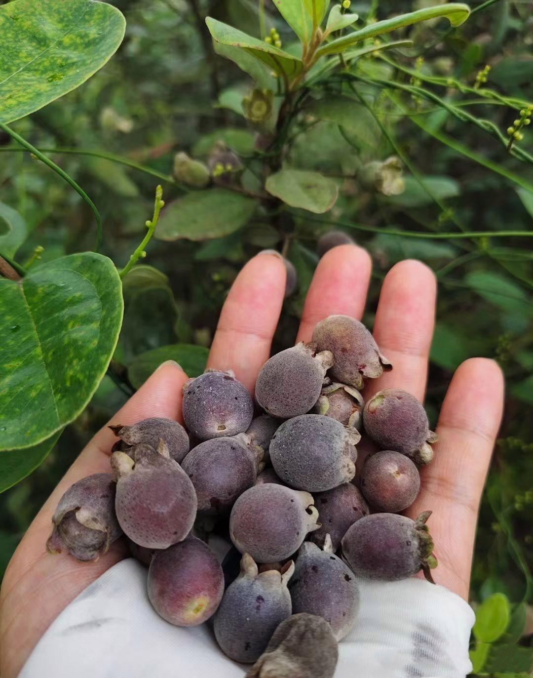 蕊铀崛 毛稔的功效和作用乌多年与毛稔稔仔树