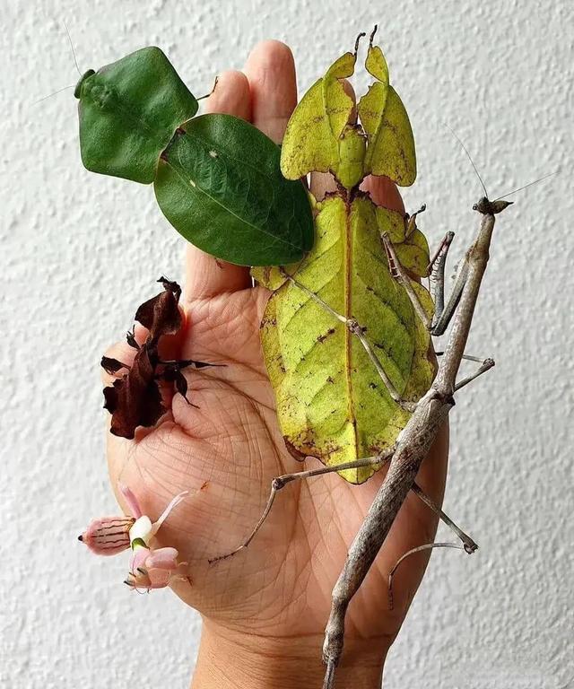 大自然千奇百怪,什么都有 你能看出这是什么吗?是昆虫还是叶子?
