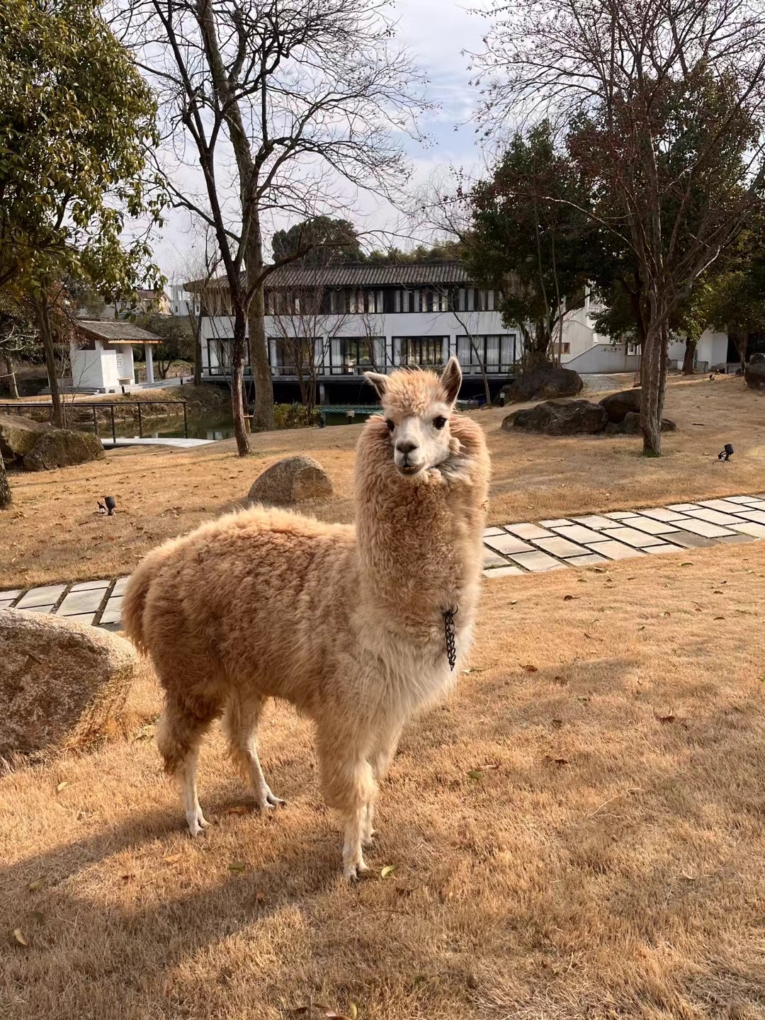 今天在公园散步时,偶遇一只可爱的羊驼.