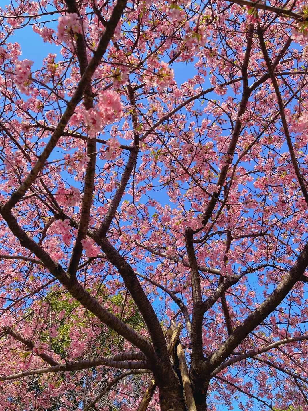樱花树下,春意盎然,每一朵粉色的花瓣都柔软得如同云朵
