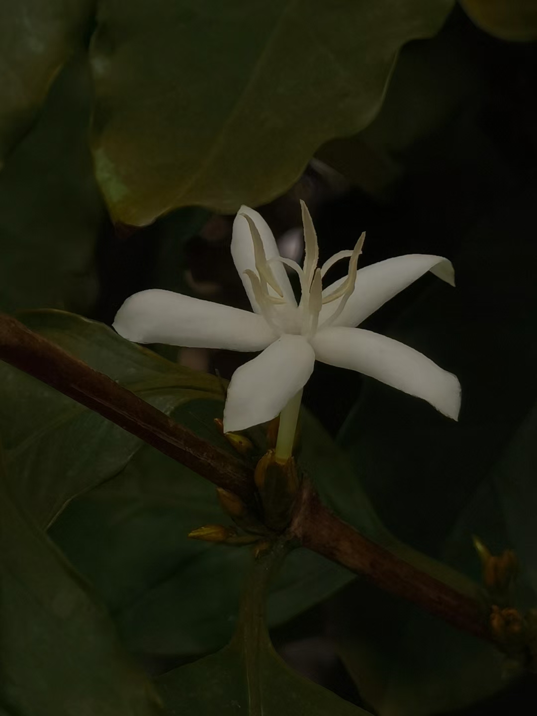 紫玉兰的雄蕊和雌蕊图片