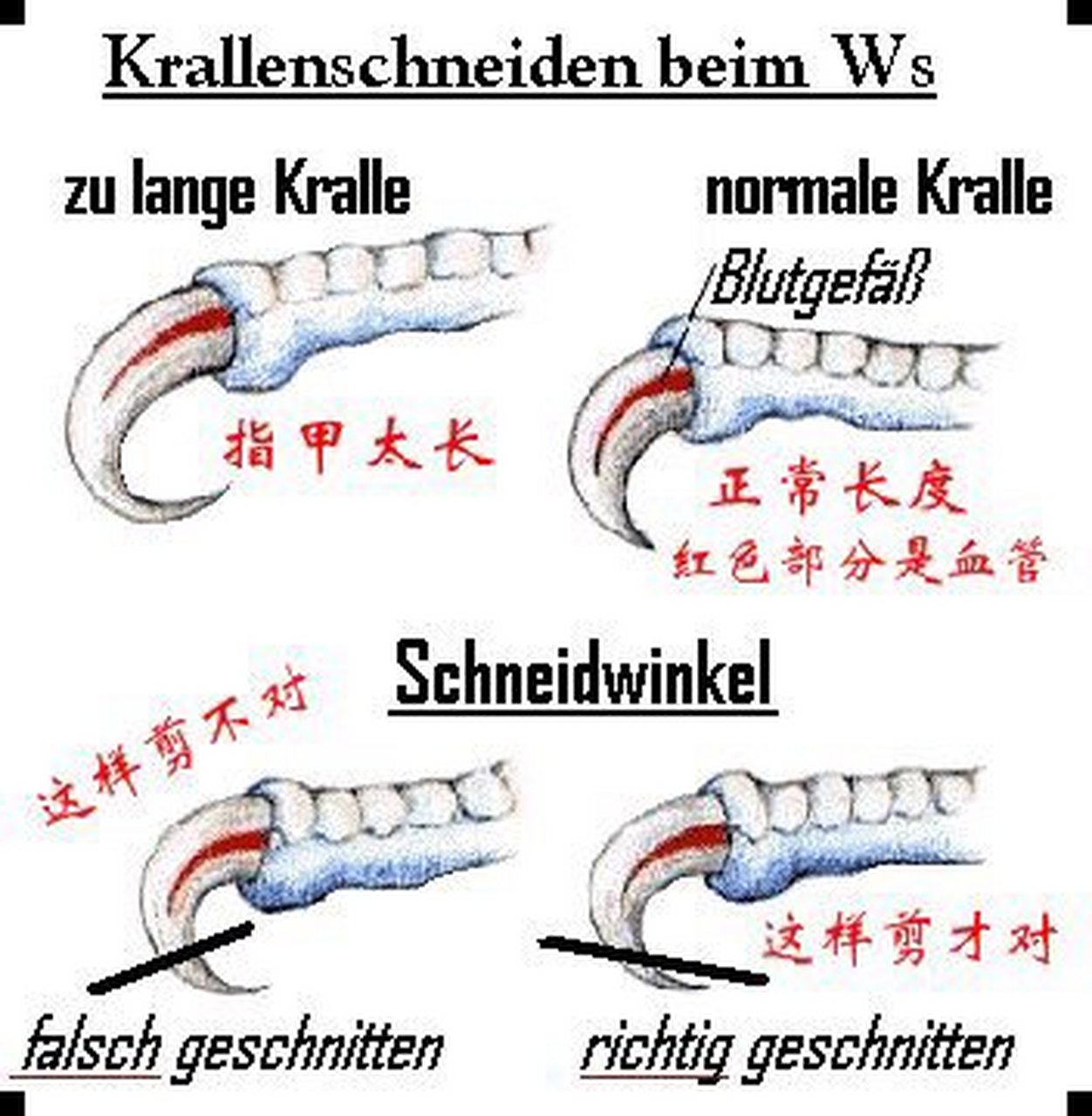 鹦鹉剪指甲也是不能乱剪的呢