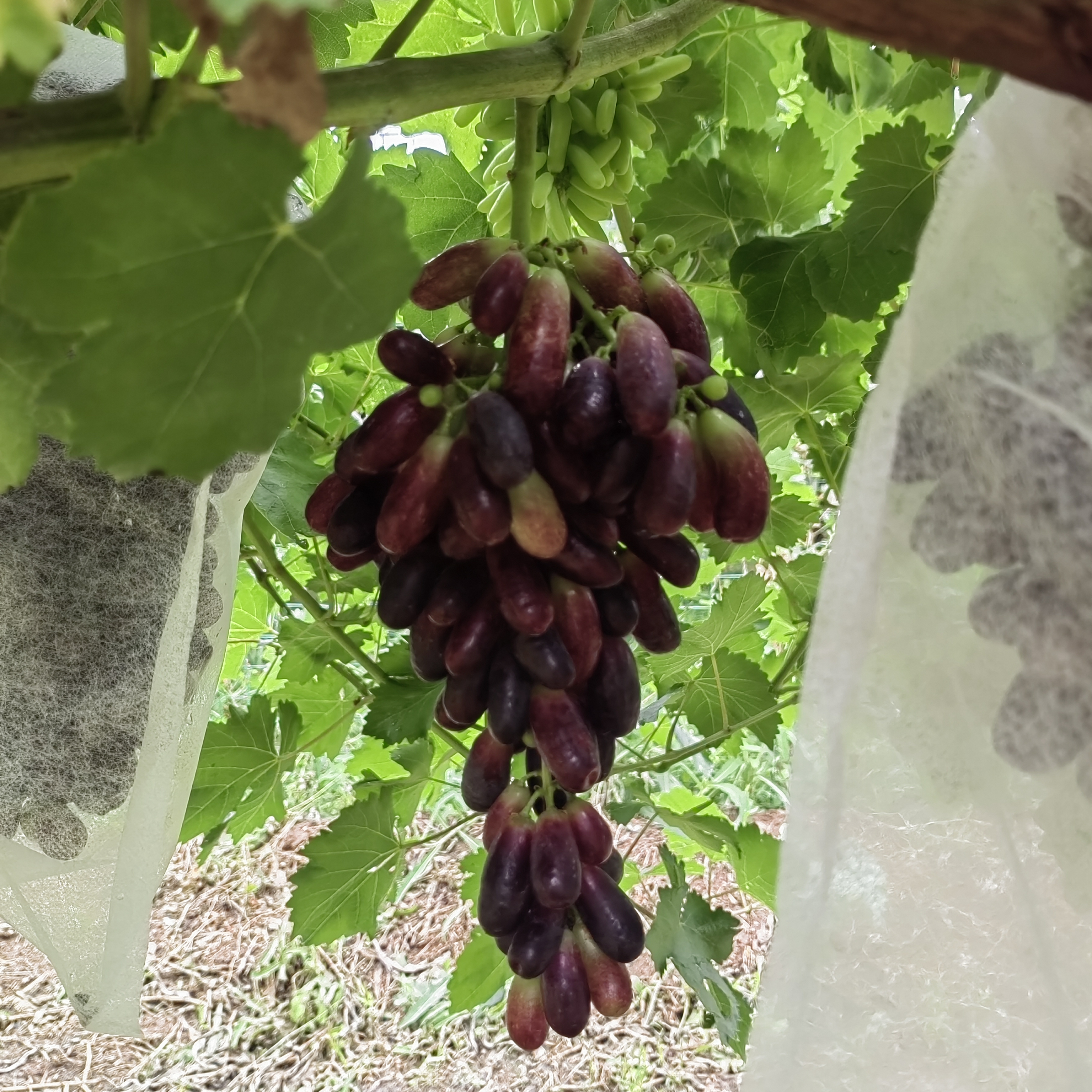 "甜蜜蓝宝石"葡萄(sweet sapphire grapes)是一种天然无籽,脆甜无渣的