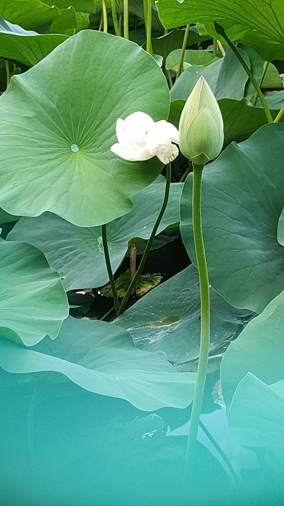 荷塘月色美, 碧叶扶疏舞. 莲心藏幽香, 清泉映月吐.