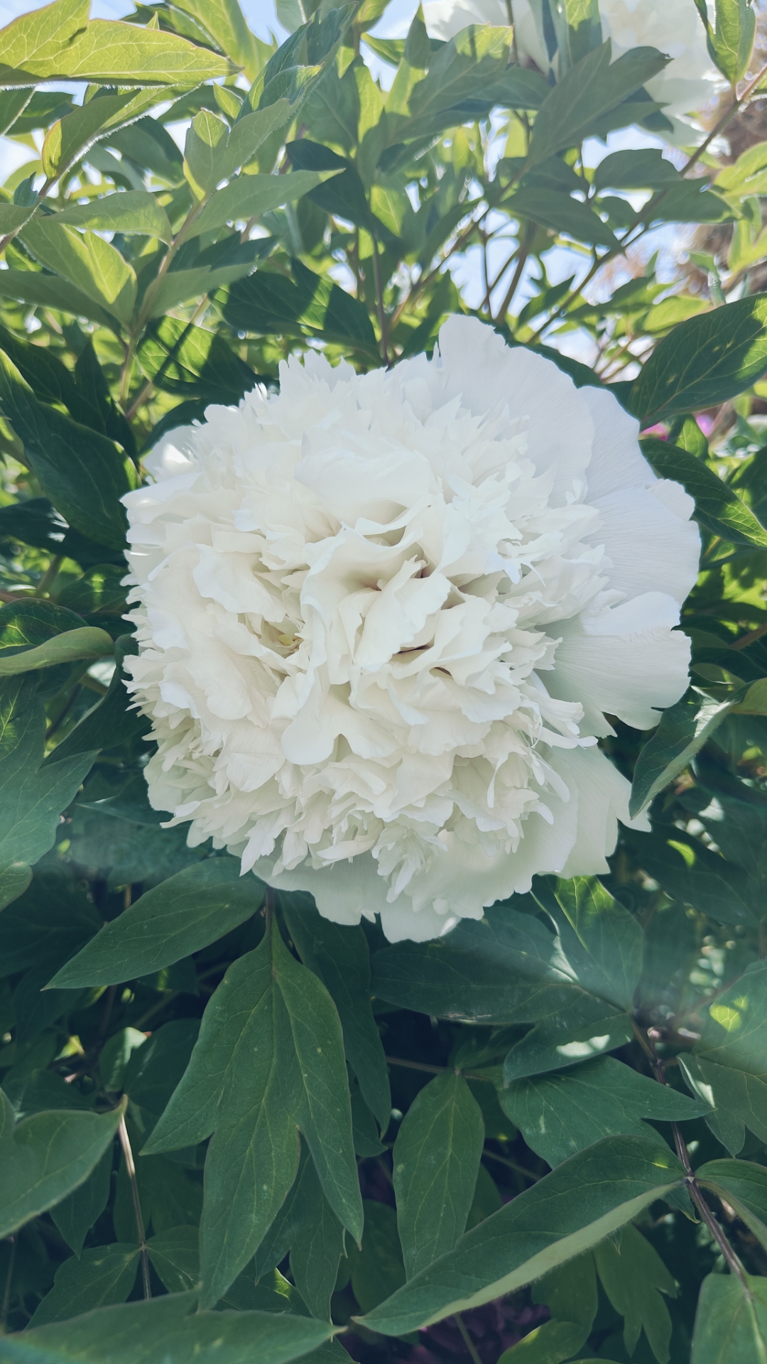 这朵纯白的牡丹,仿佛雪域中的精灵,清新脱俗