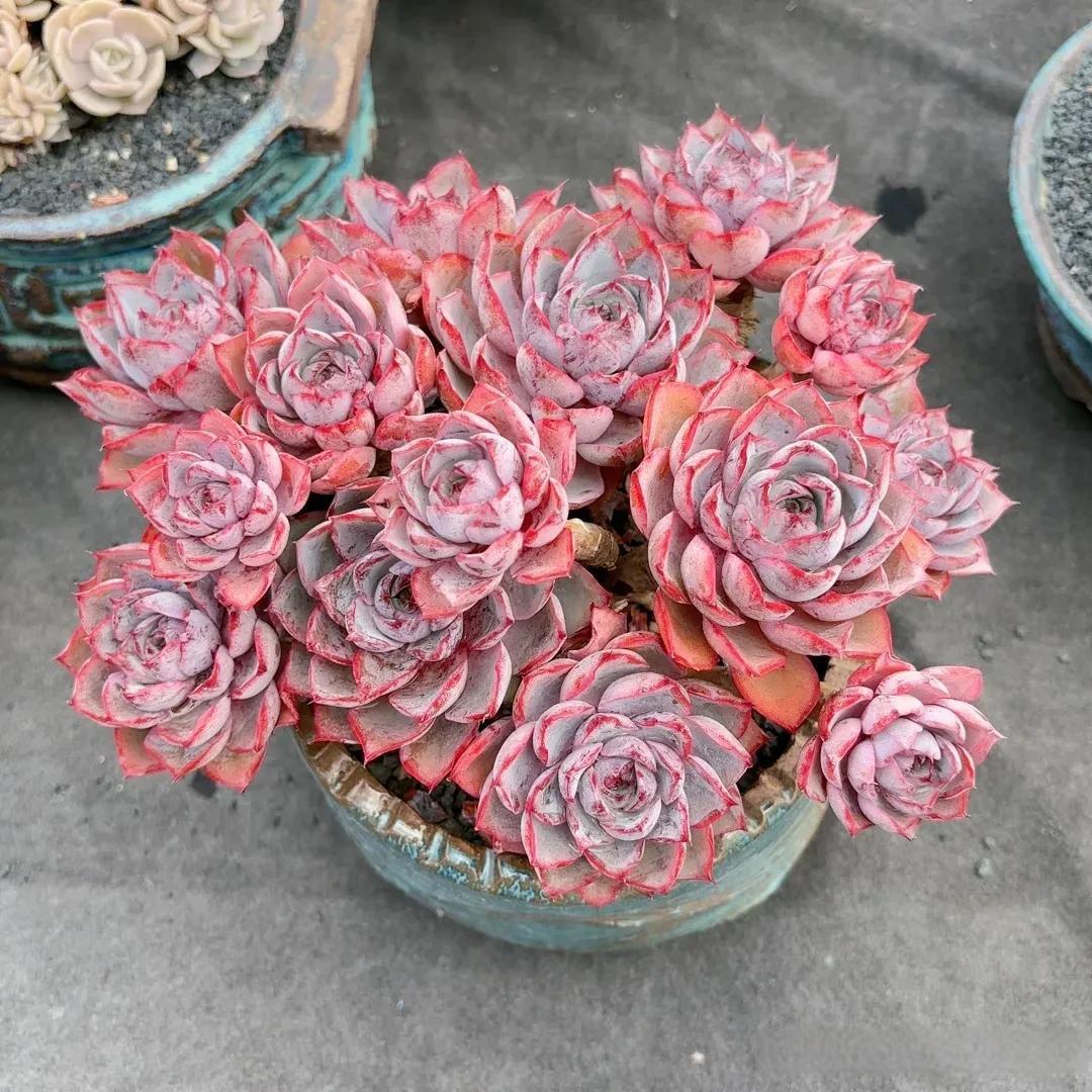 这盆深绿花盆里的玫瑰形多肉,犹如岁月打磨出的艺术品,每一片花瓣都