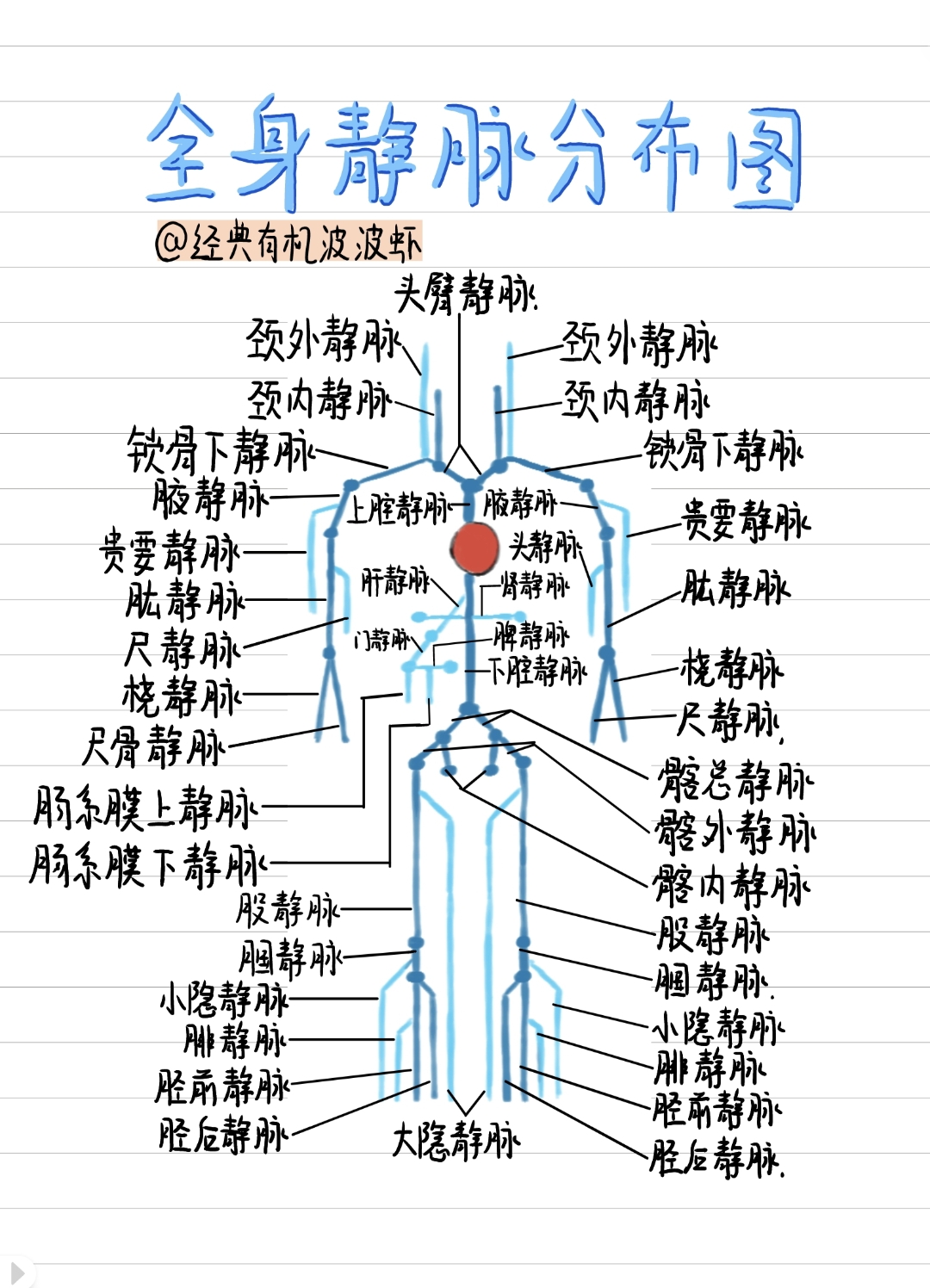 左上肢静脉解剖图图片