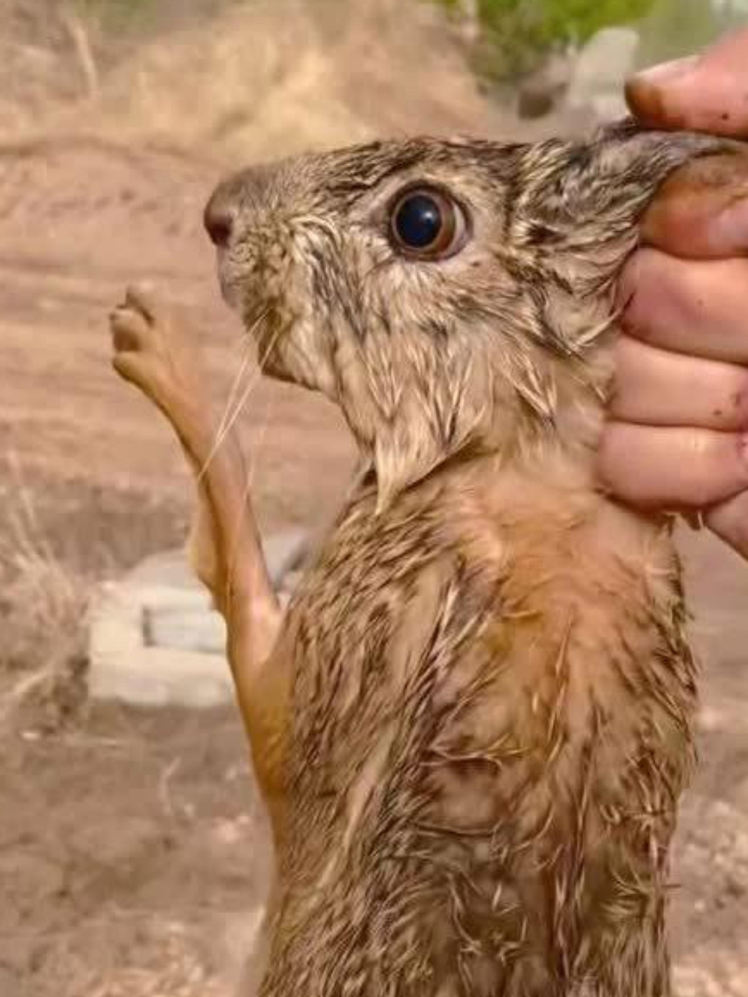 兔子死后超度-兔子死后灵魂会不会跟着主人