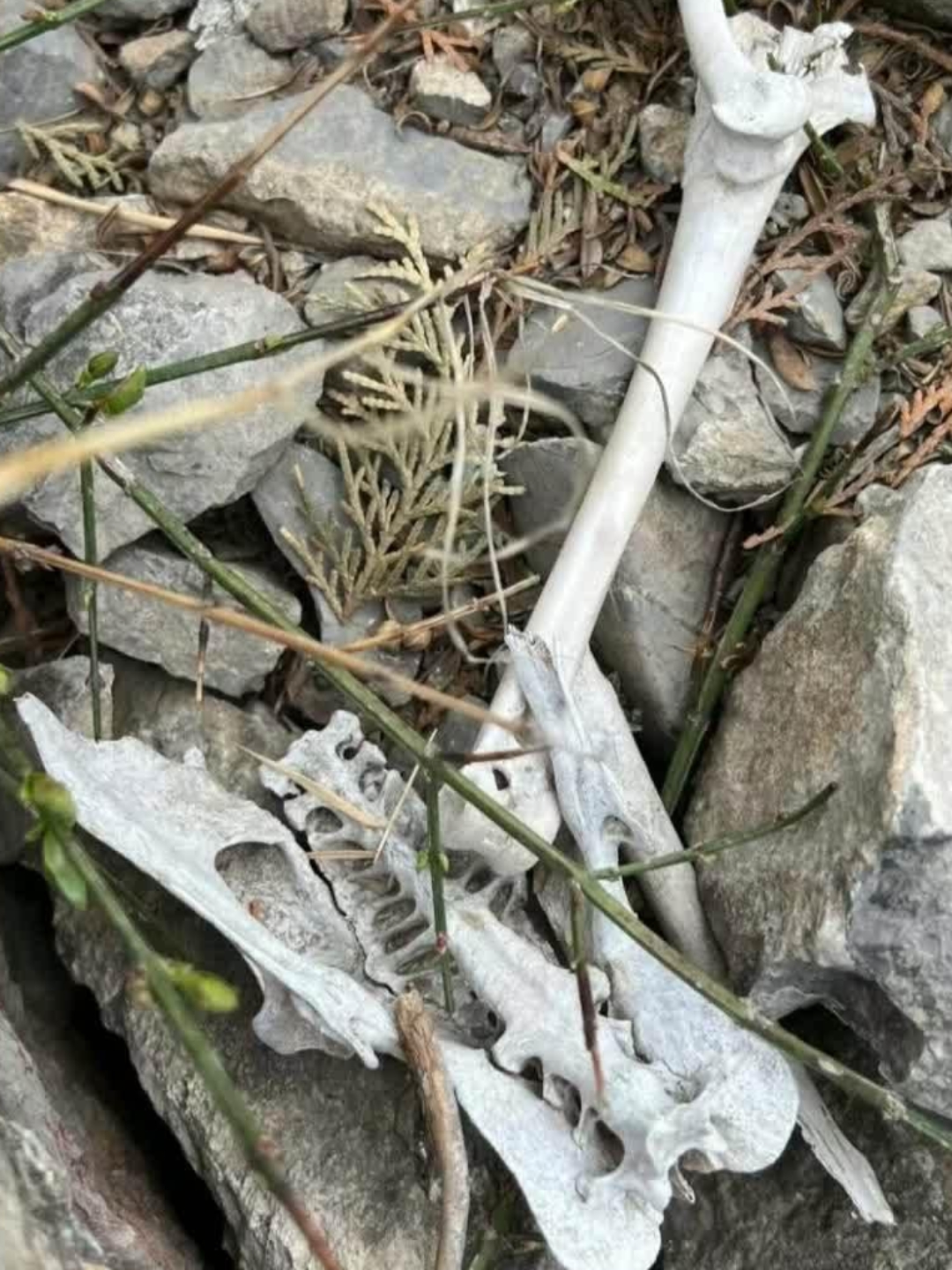 昨日徒步山间,我意外邂逅了一具白骨,心中不禁好奇,这究竟是哪位山林