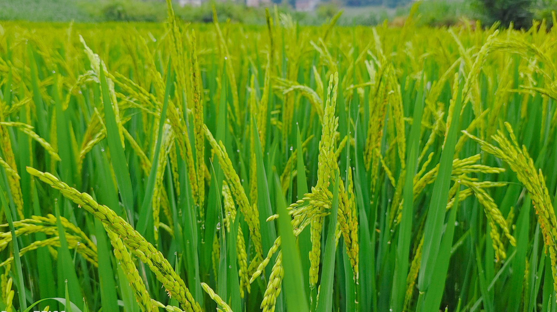 你们见过水稻开花吗,今天我就拍水稻开花的样子给大家看看,水稻开花是