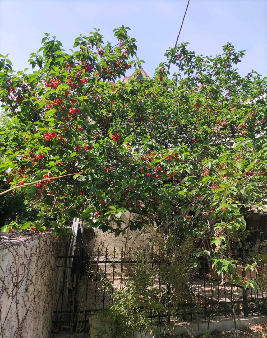 小樱桃最好的品种是黄蜜和水晶黄蜜,黄蜜是黄色的,水晶黄蜜是黄色偏红