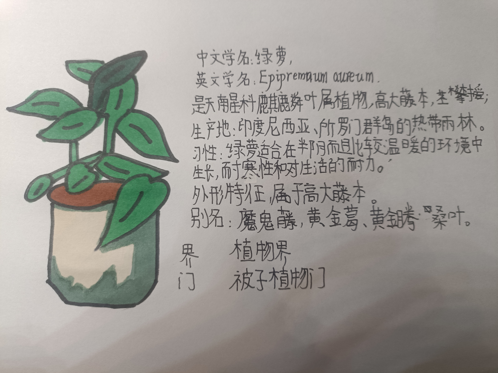 植物介绍卡绿萝图片