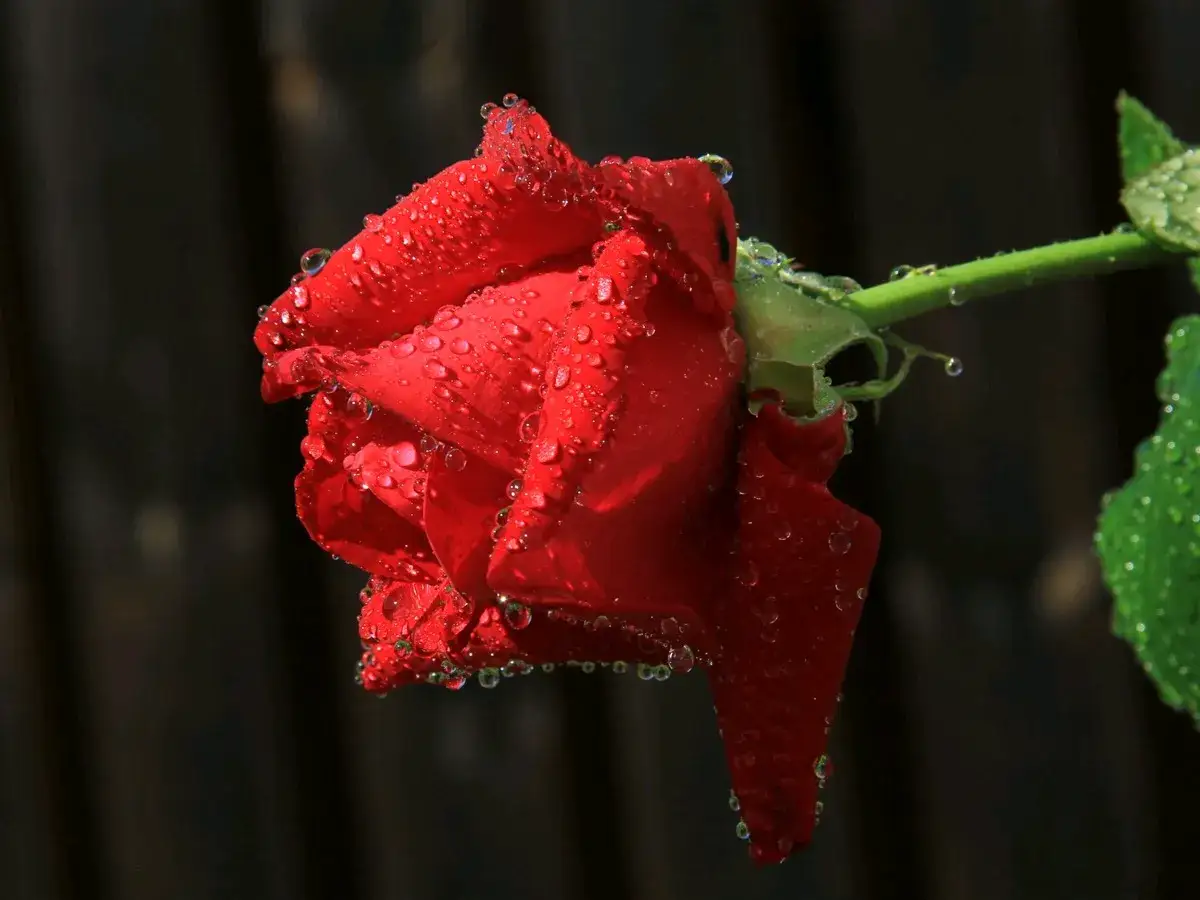 一朵泪玫瑰图片斜放一支玫瑰意境图片男人心情不好的鲜花图片代表