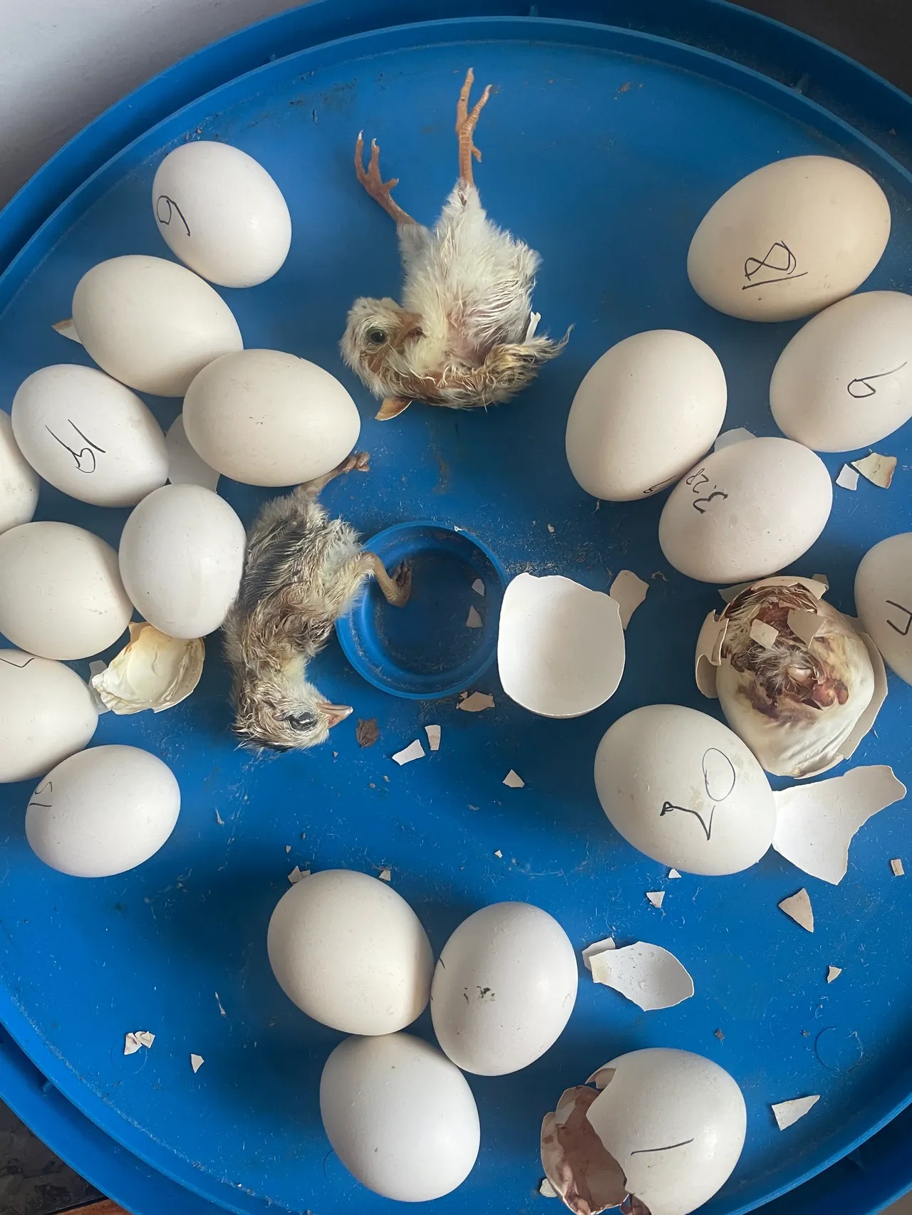 站不起来脖子也直不起来. 大鸡一直吃的是玉米和菜叶子