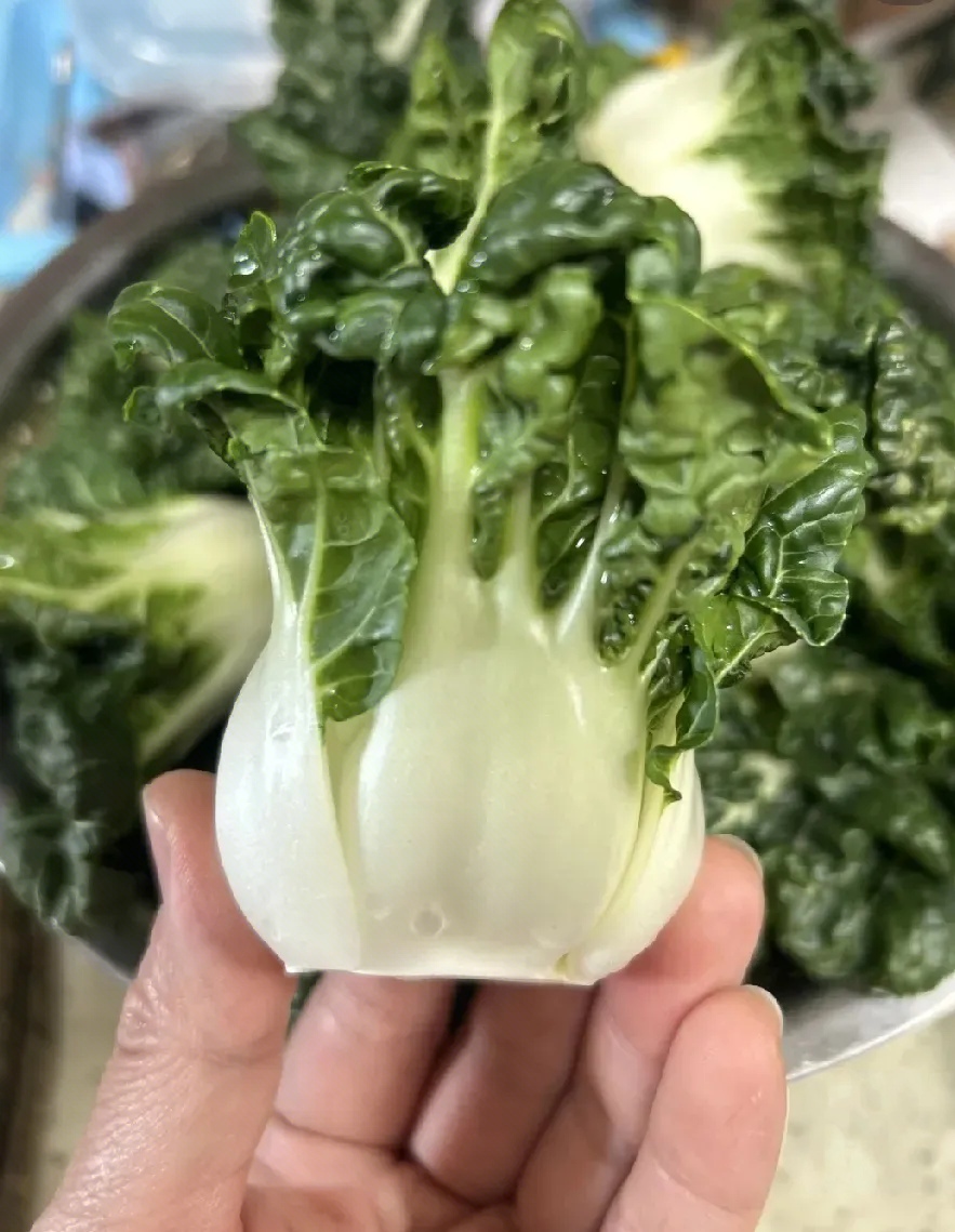 今天婆婆从老家带回来一大袋蔬菜,我瞅着像小白菜,可又感觉不太一样