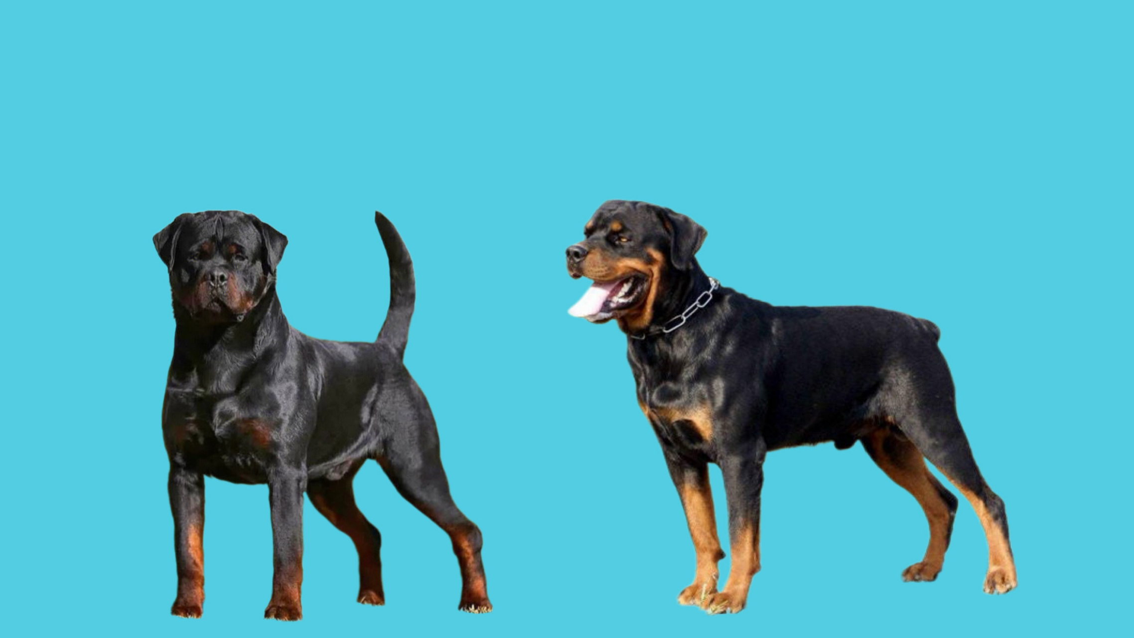 罗威纳护卫犬是出了名的忠诚,对主人有着强烈的保护欲.