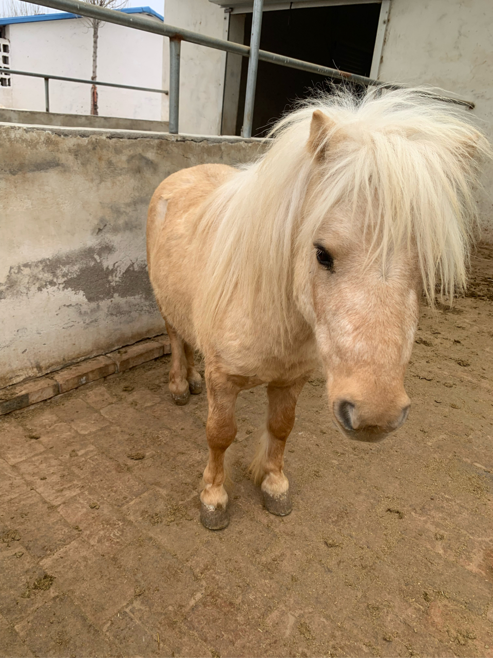 希望有一天,我也能拥有一匹属于自己的设特兰矮马.