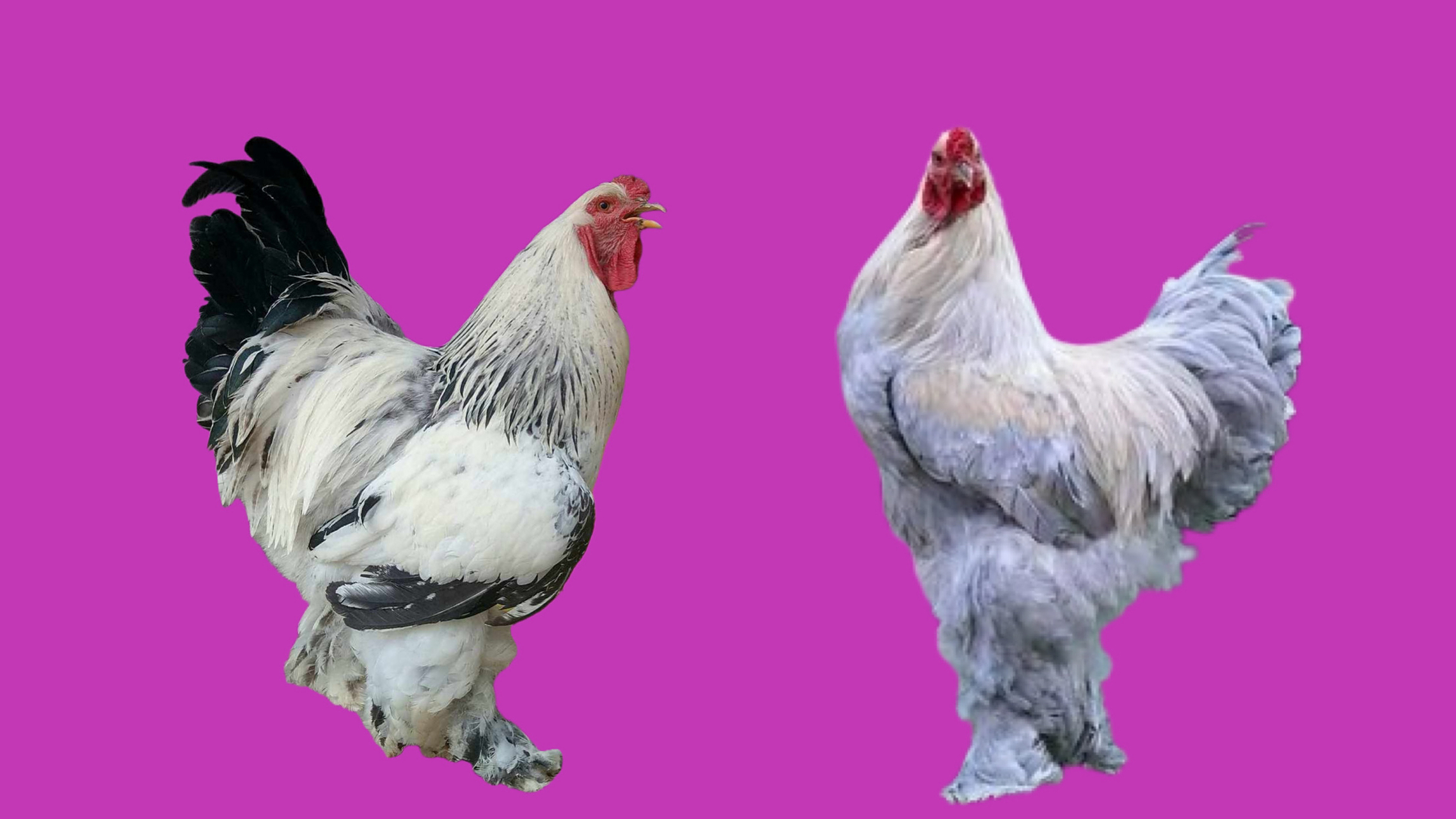 婆罗门鸡,这个世界上大型的观赏鸡品种,它的美丽与独特性让人惊叹不已