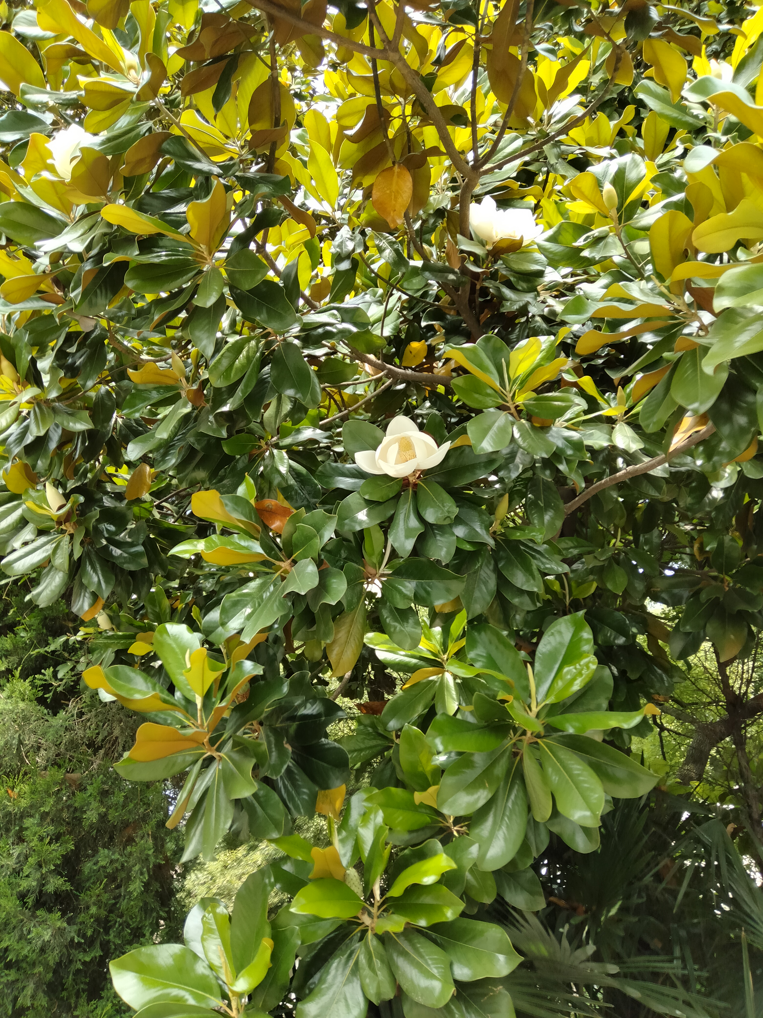 这是广玉兰,花朵好大,呈白色,非常漂亮.