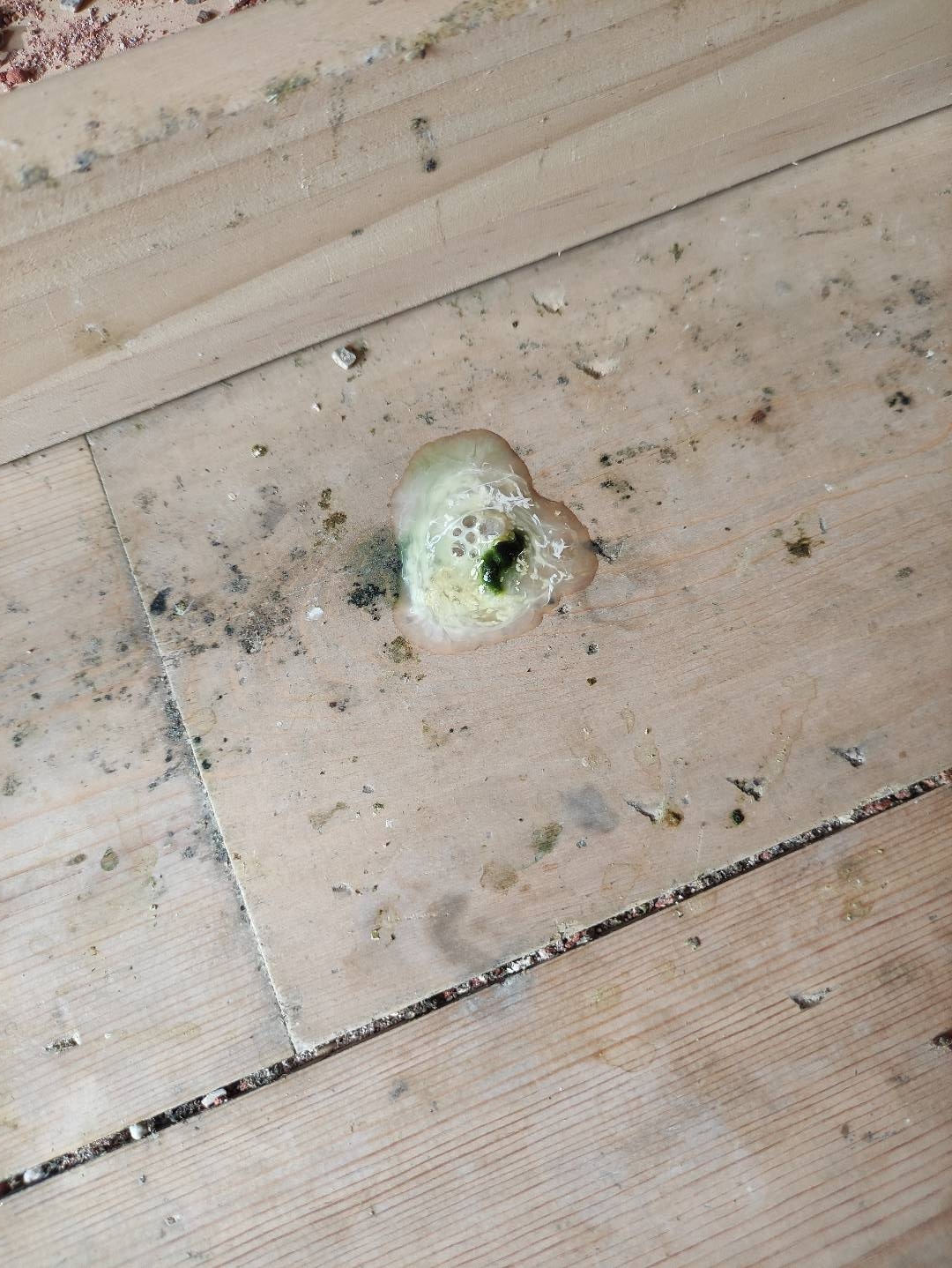 这是鸽子拉的什么粪便?