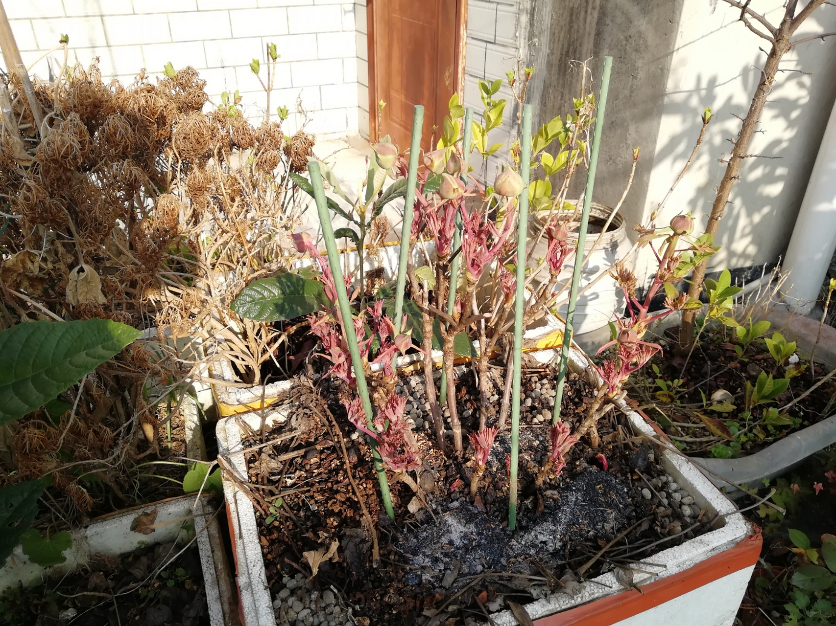 21年秋入手的牡丹肉苁蓉,种植在大泡沫箱里,22年只让它开了三朵(当时