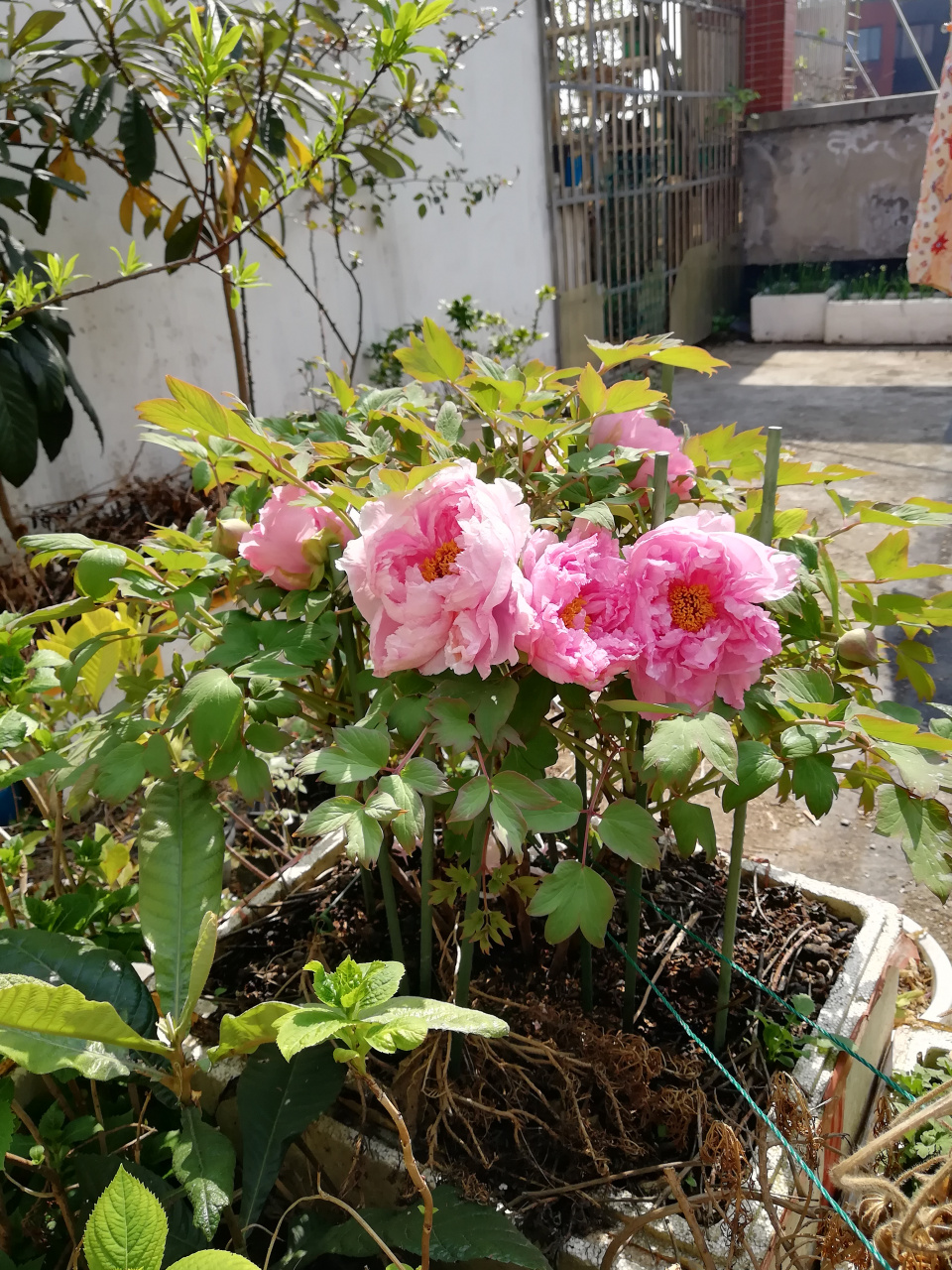 牡丹盛开!品种肉芙蓉(或肉苁蓉?