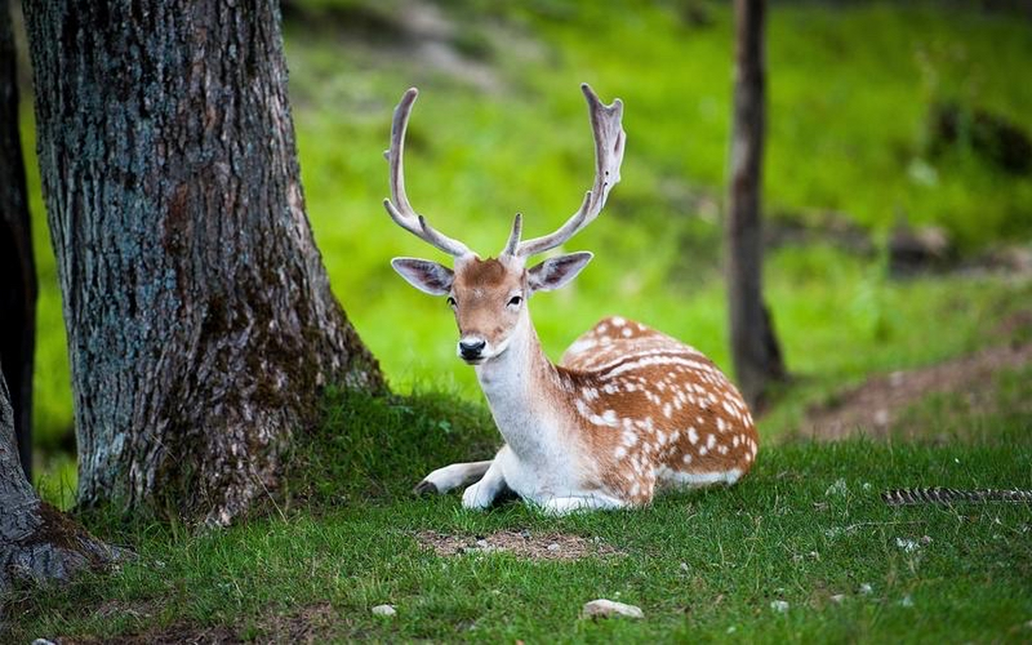 9904在这片宁静的森林里,一只雄性梅花鹿静静地坐