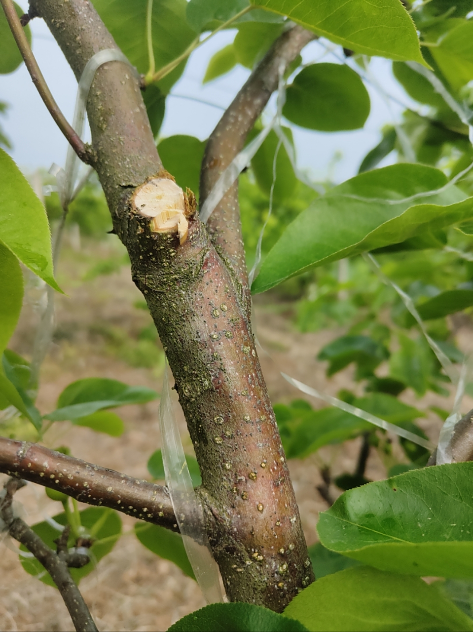 请问这种是梨树的什么病?用什么药物治疗?