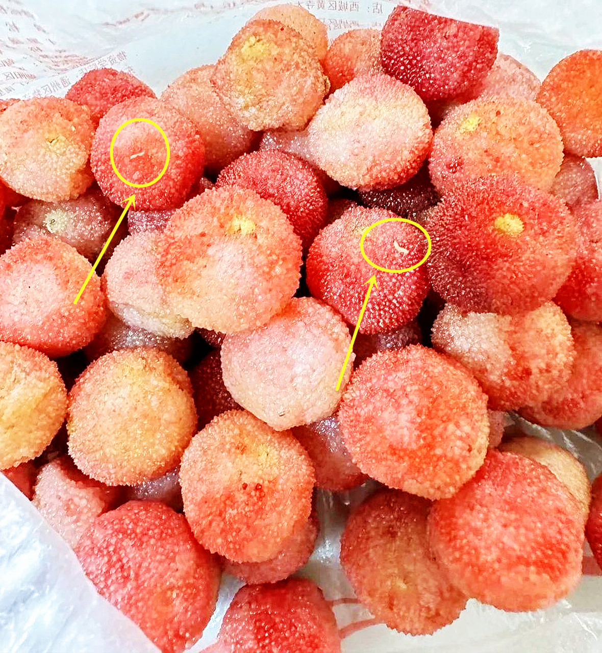 正好是吃杨梅的季节,但有些家长买了杨梅后发现,有些上面是有小白虫