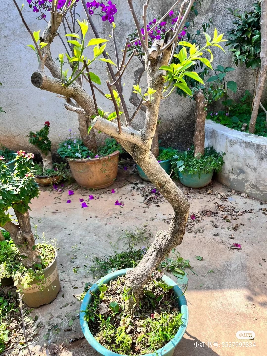 出冰山美人三角梅,喜欢的花给我留言.