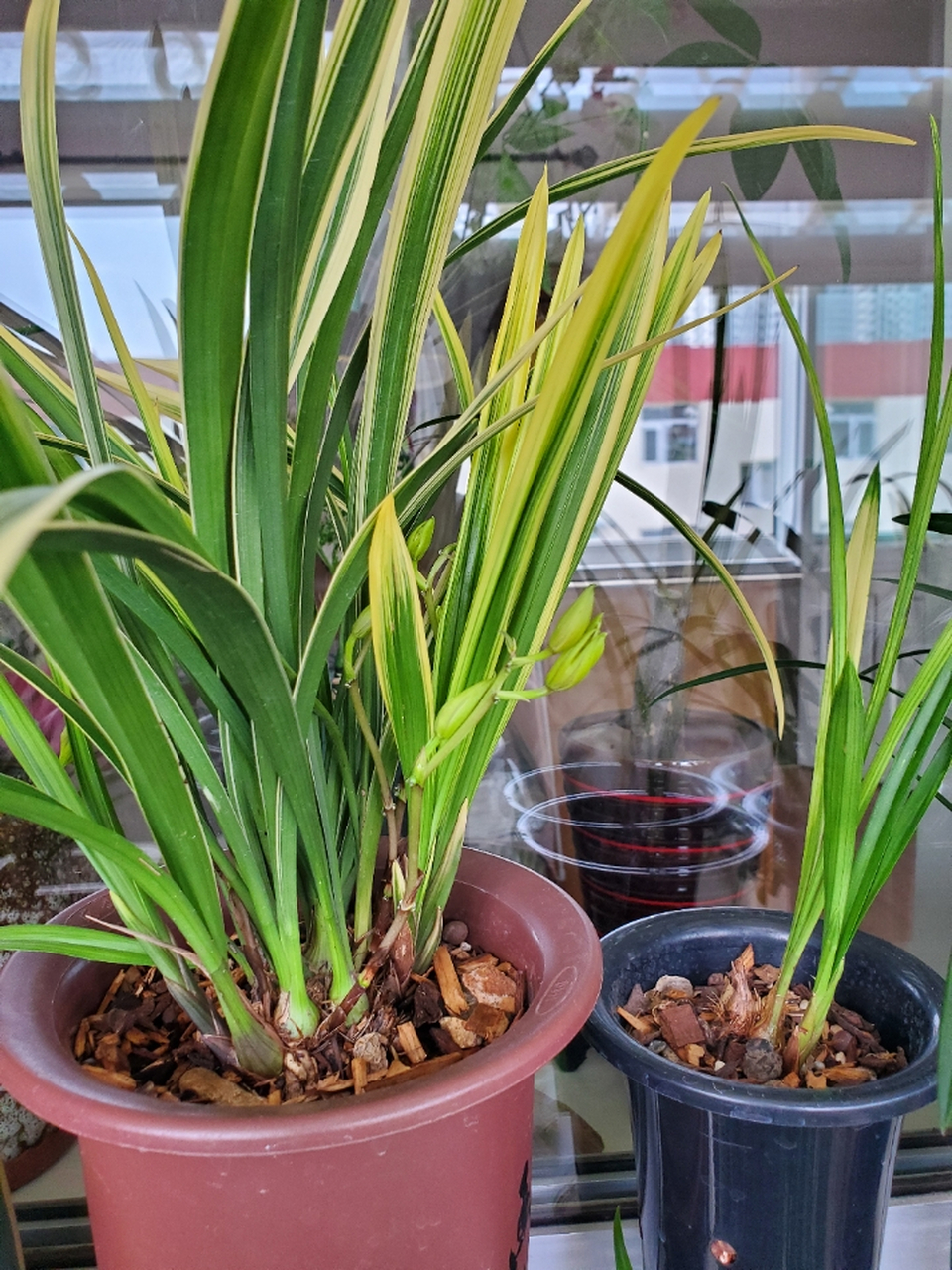 今年的锦鹤第二次开花了(前六张图是第一波花,四