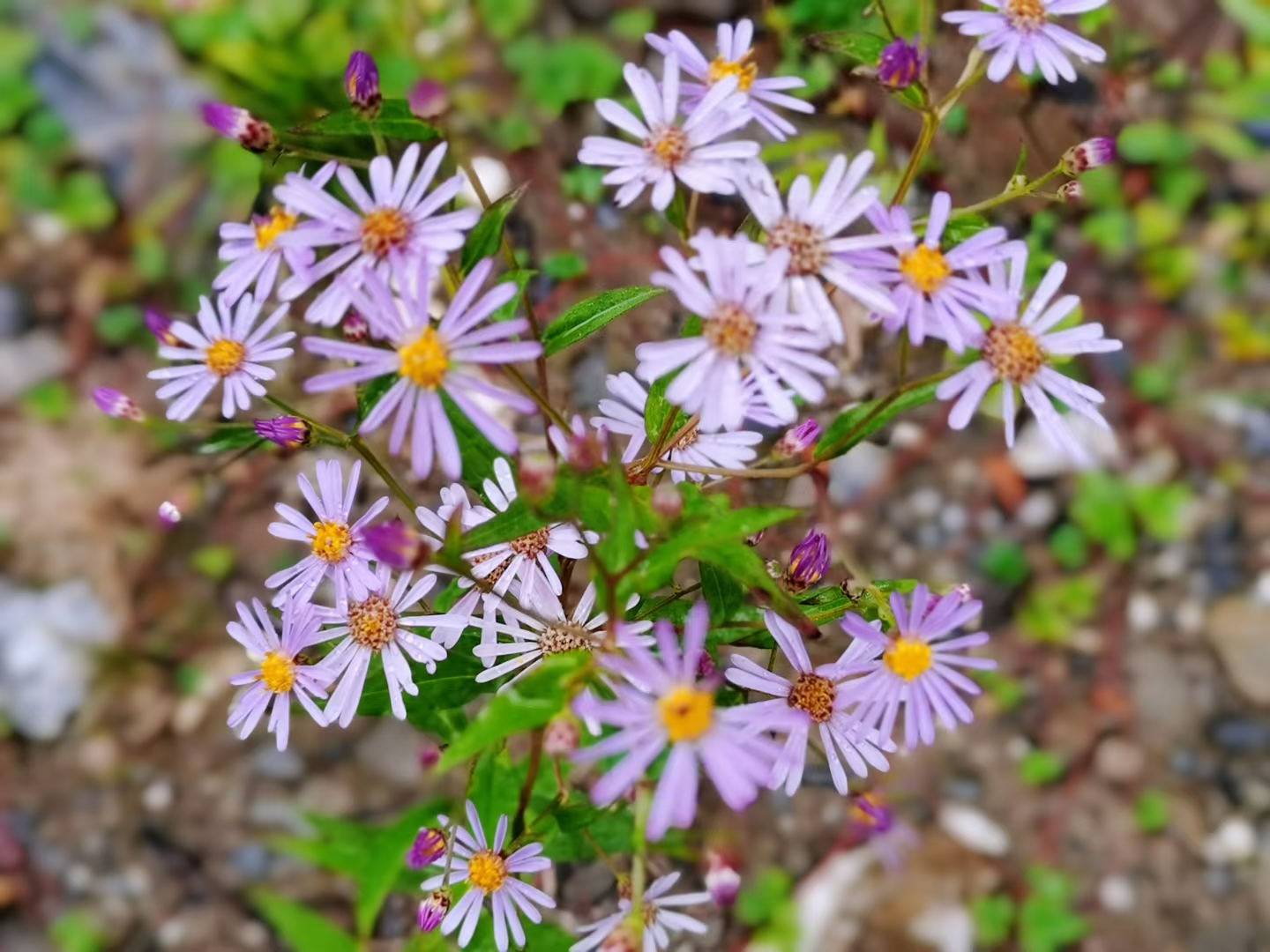 冬天的路边的小野花依然这么鲜艳,这在北方是不容易见到的,像处于我们