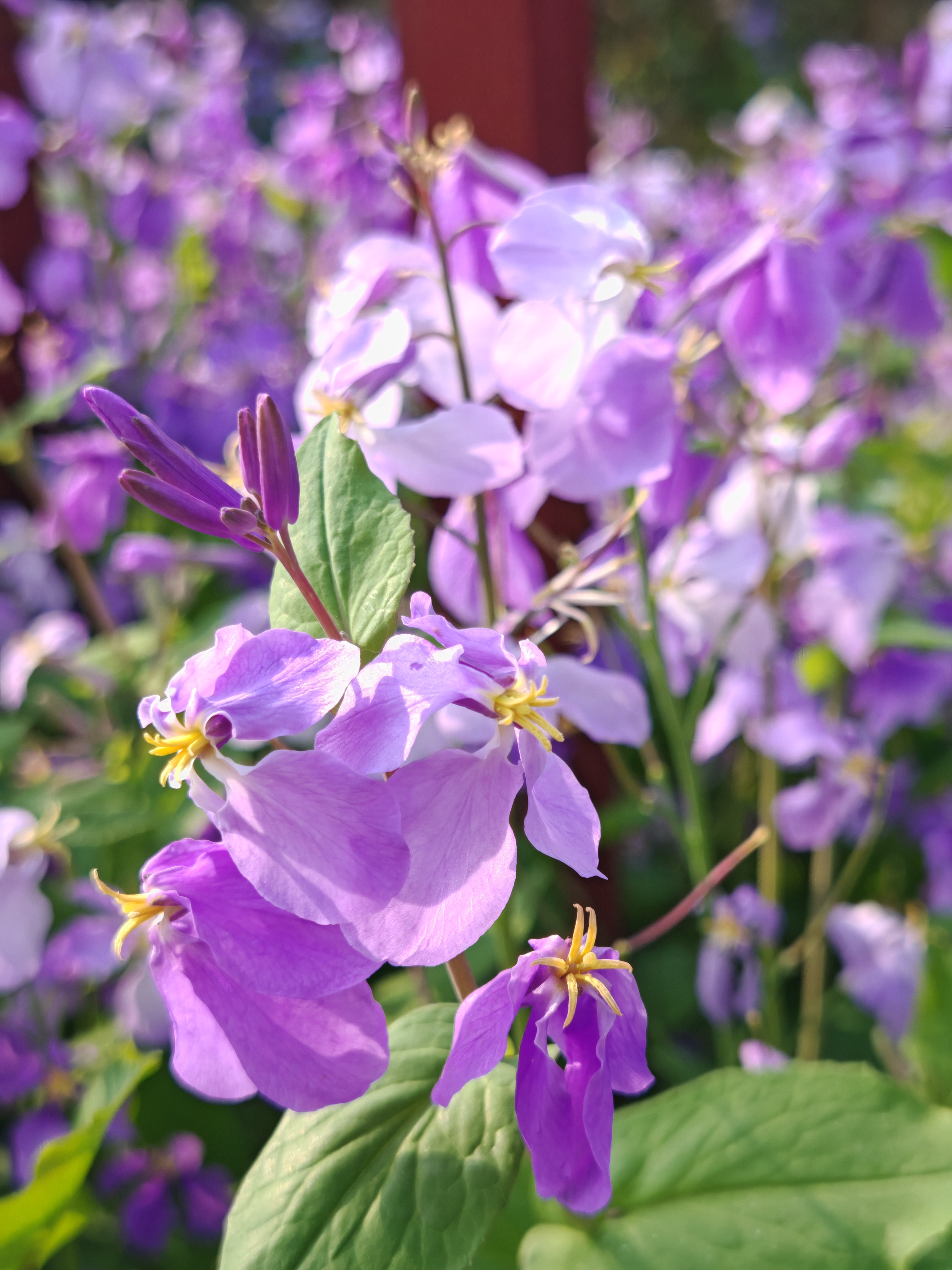 路边的小紫花,像一只只蝴蝶在翩翩起舞,黄色的花蕊长长的,尖尖的,从花