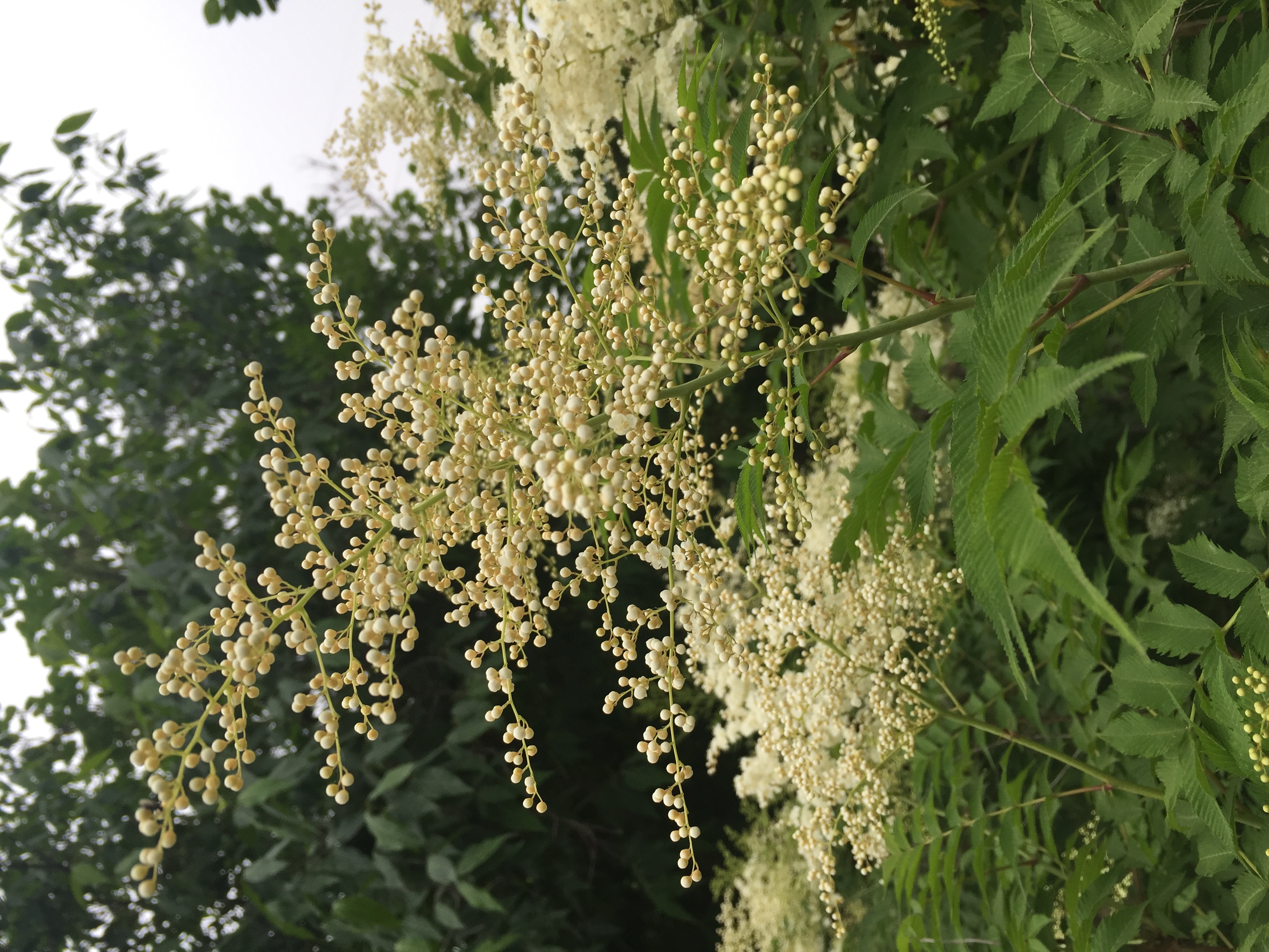 华北珍珠梅 幽幽清香扑鼻来,忽见朵朵白云现.