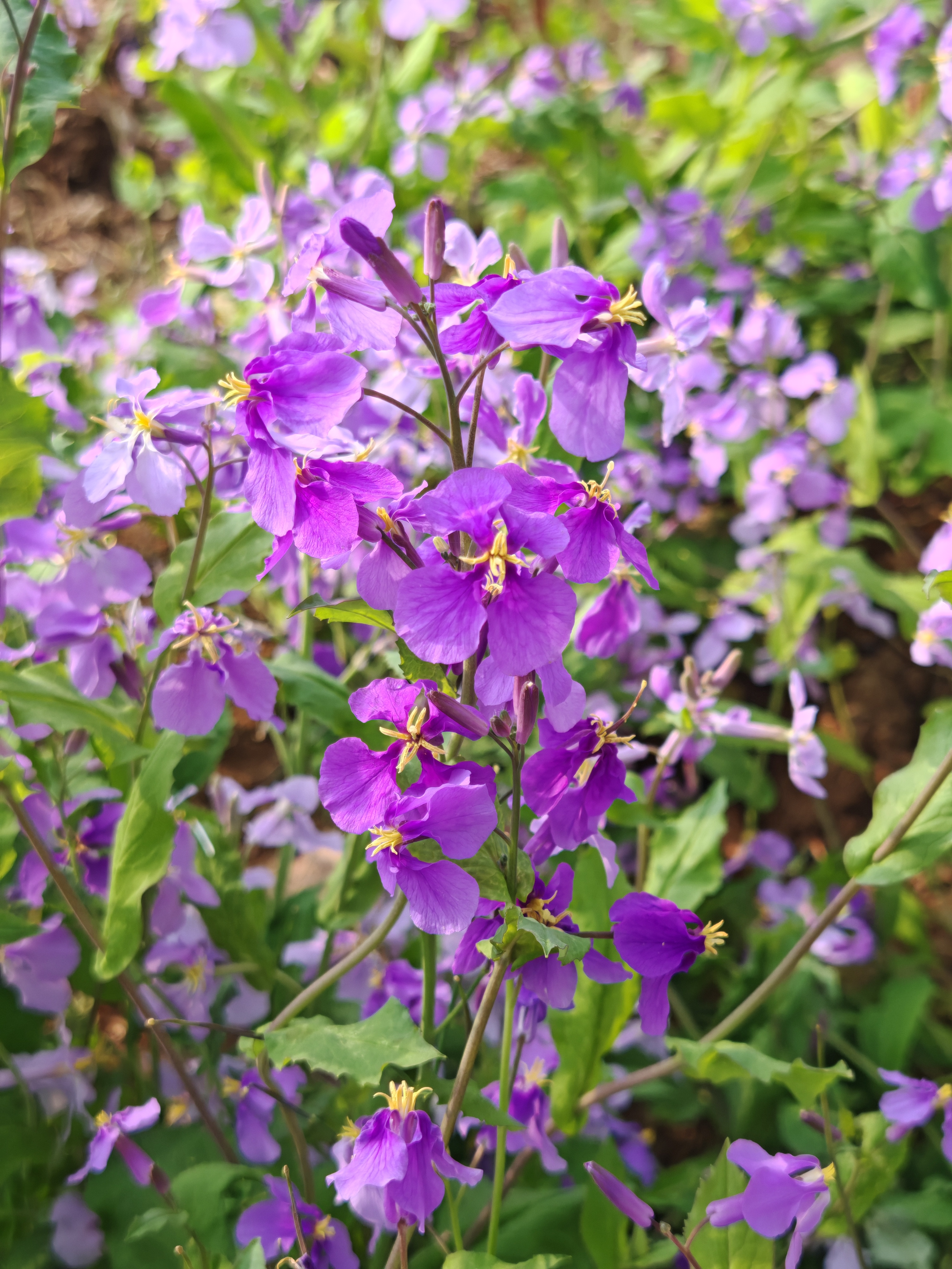路边的小紫花,像一只只蝴蝶在翩翩起舞,黄色的花蕊长长的,尖尖的,从花