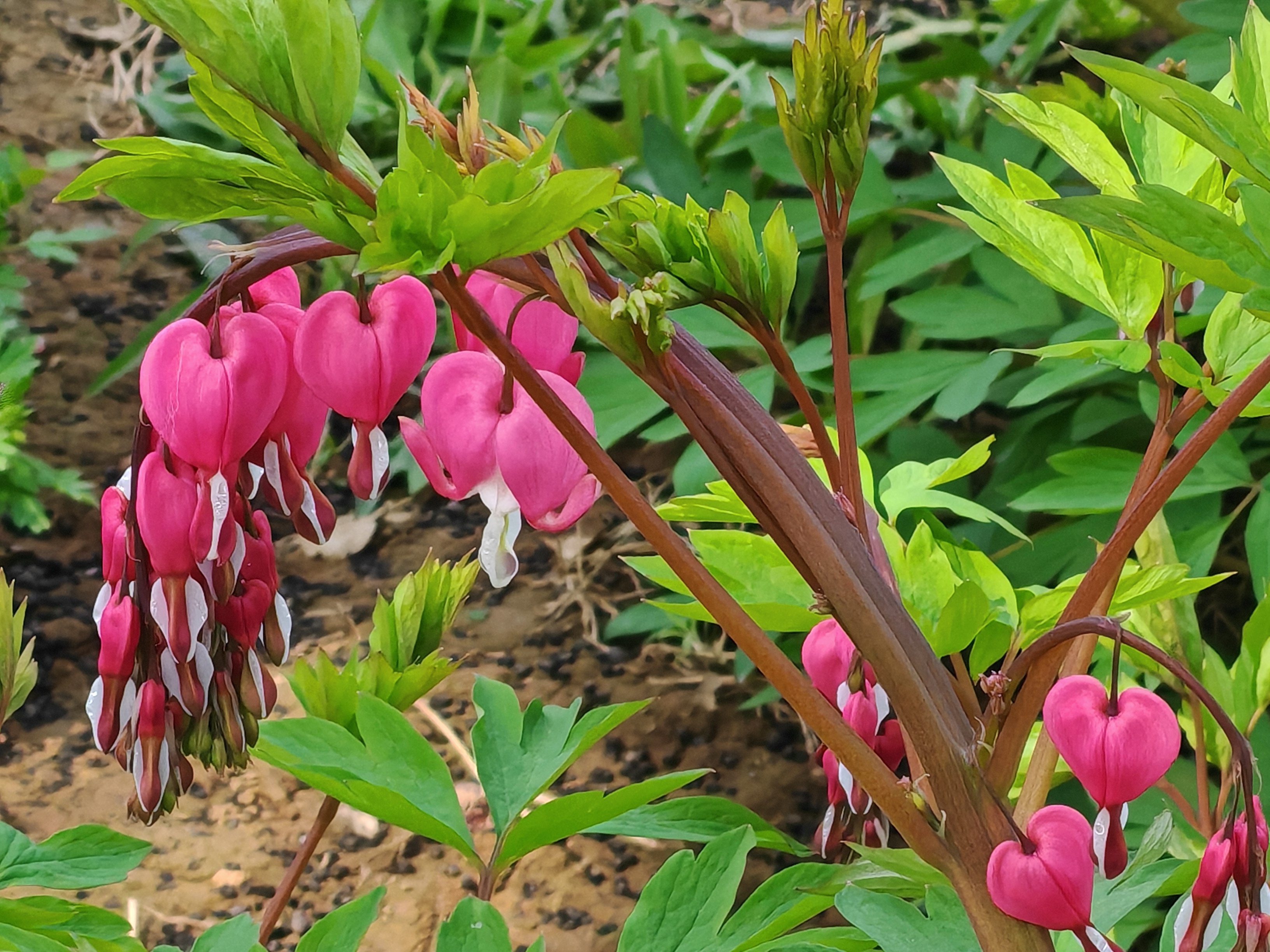 真假难辨之牡丹:荷包牡丹,花儿像一串串小铃铛,叶子却像牡丹的叶子,让