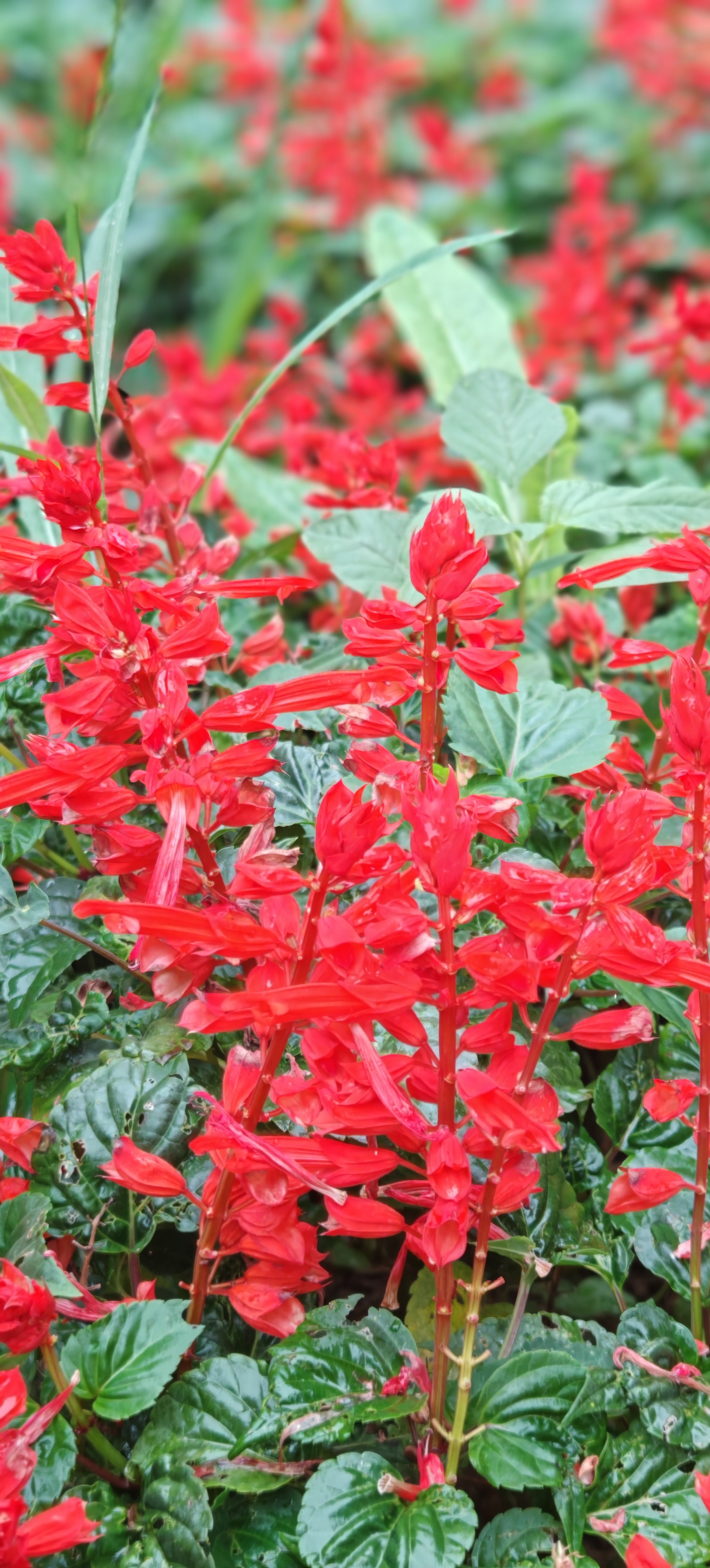 看着这宛如红霞的串串红,心情都亮堂起来了!感恩天地滋养万物!