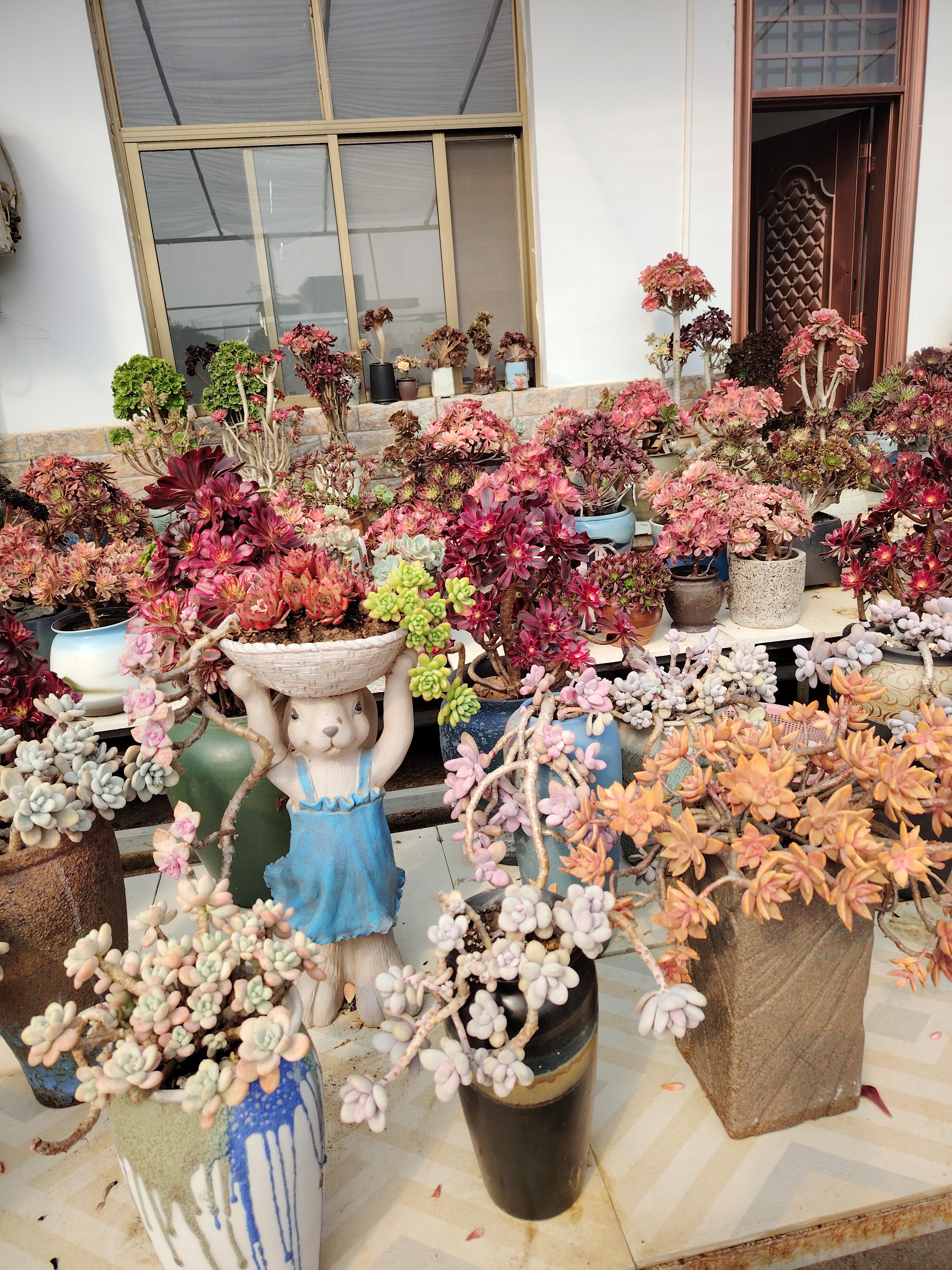 探索色彩与自然的奥秘,这些花盆犹如小宇宙,藏着生命的奇迹.
