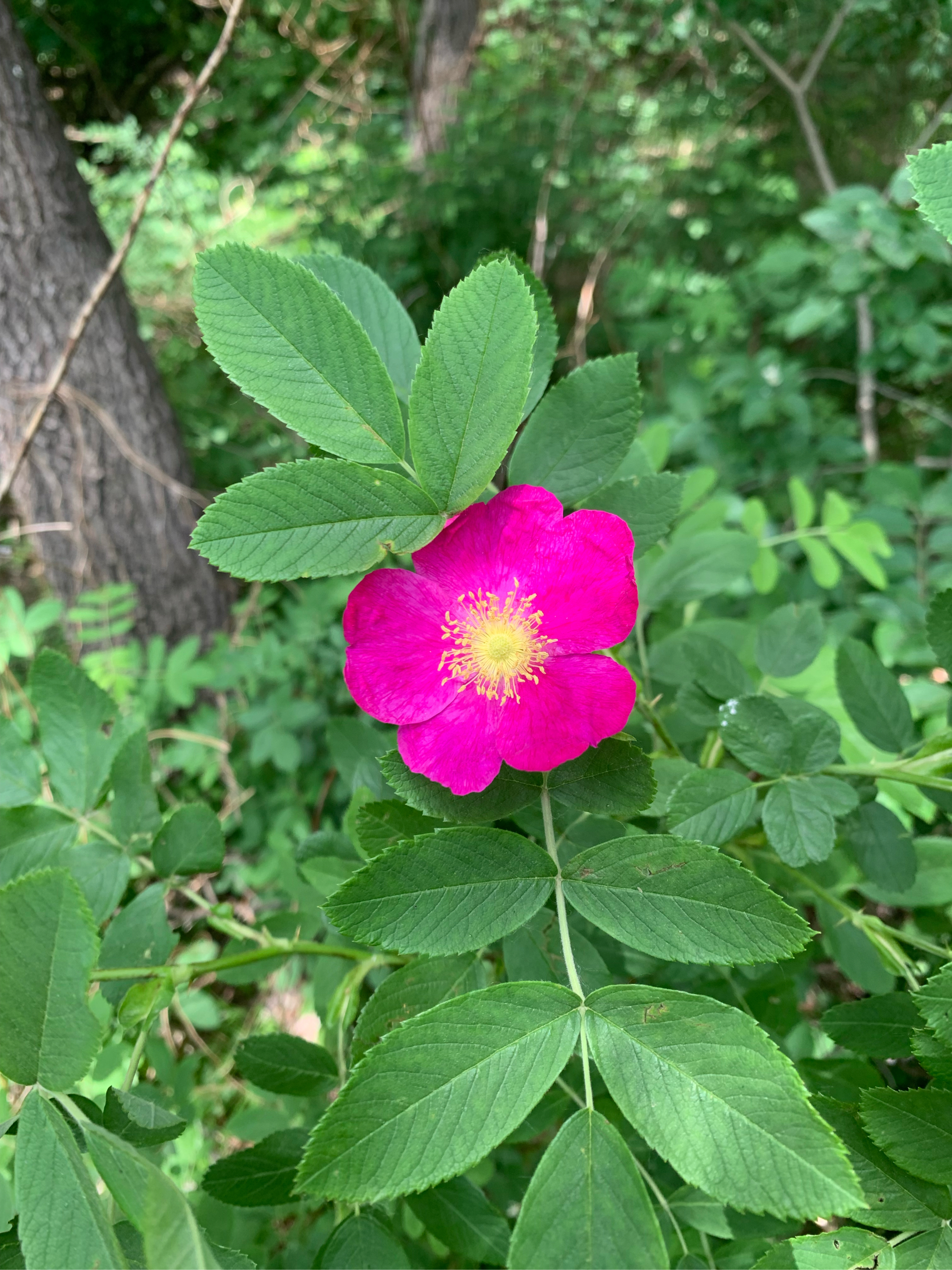 刺梅花图片花儿图片