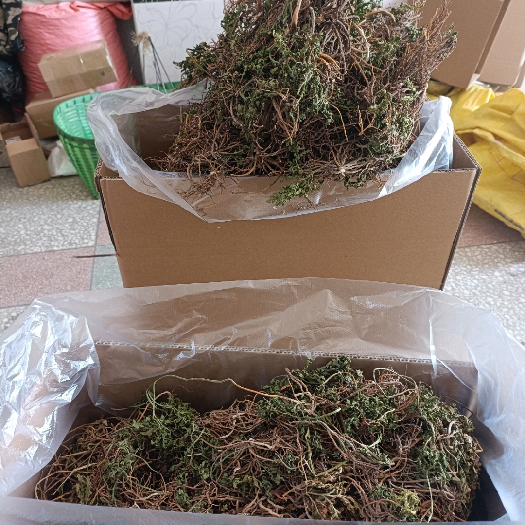 一朵云小春花背蛇生自然晒干无硫熏野生的#中药材