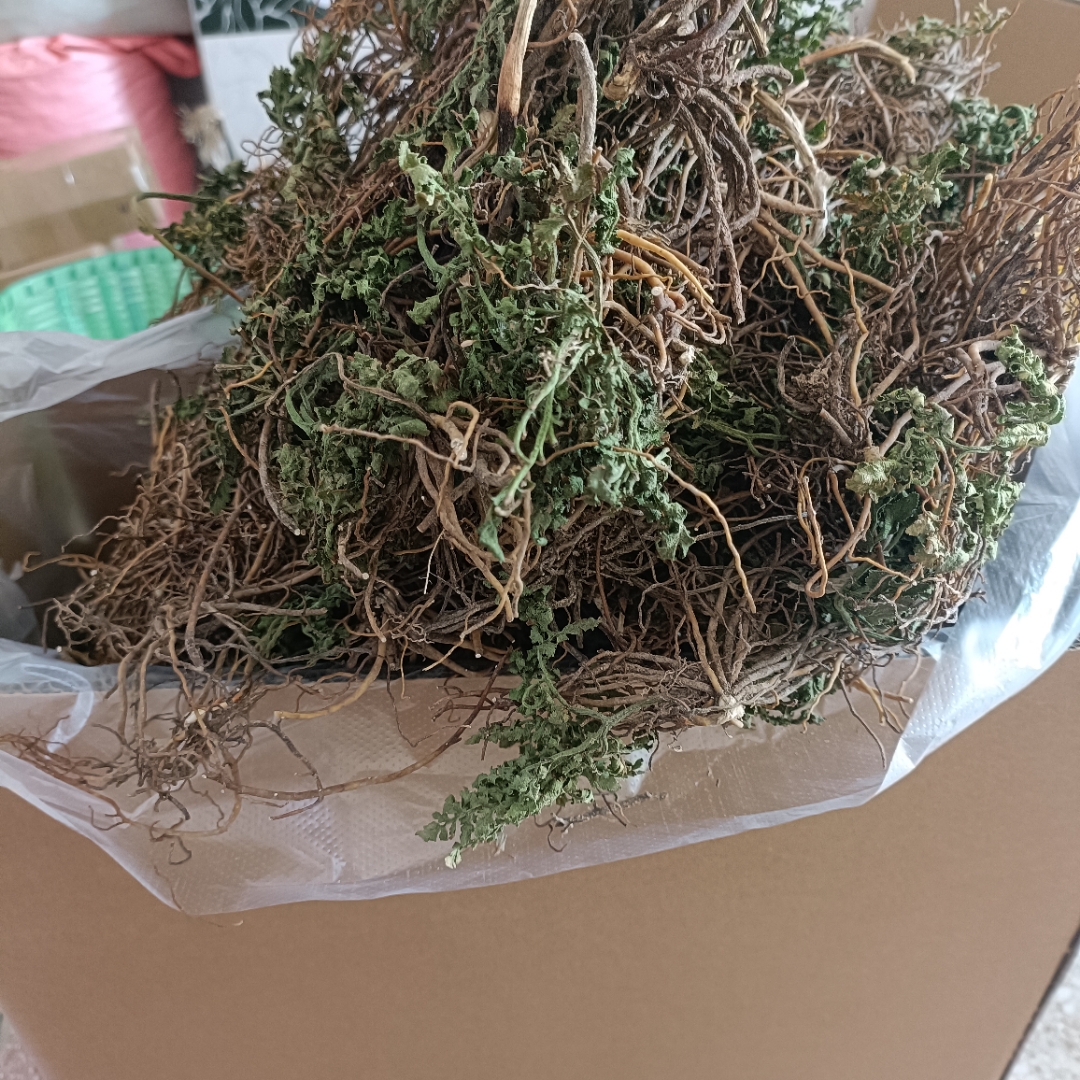 一朵云小春花背蛇生自然晒干无硫熏野生的#中药材