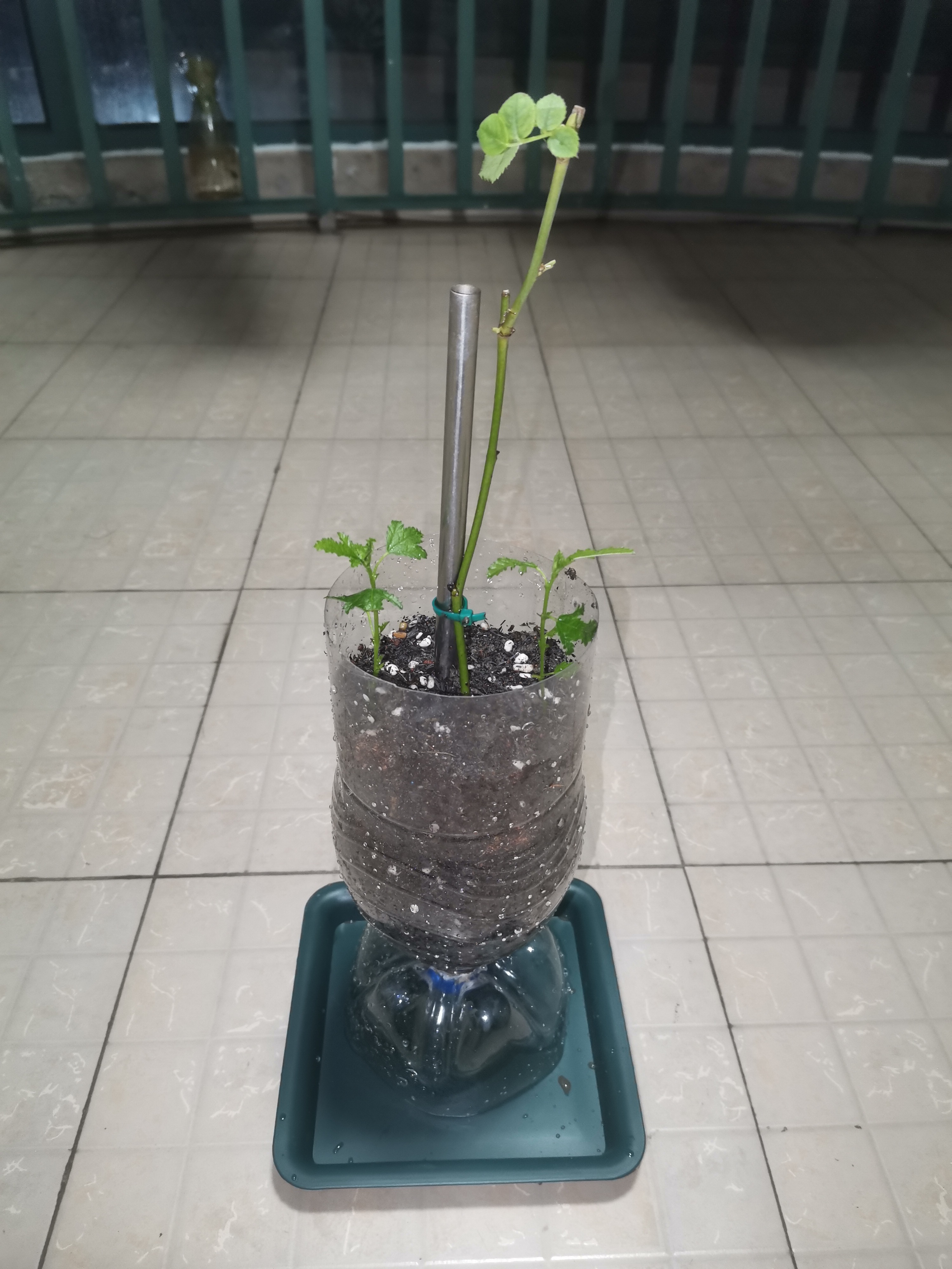 自制种植植物的容器图片