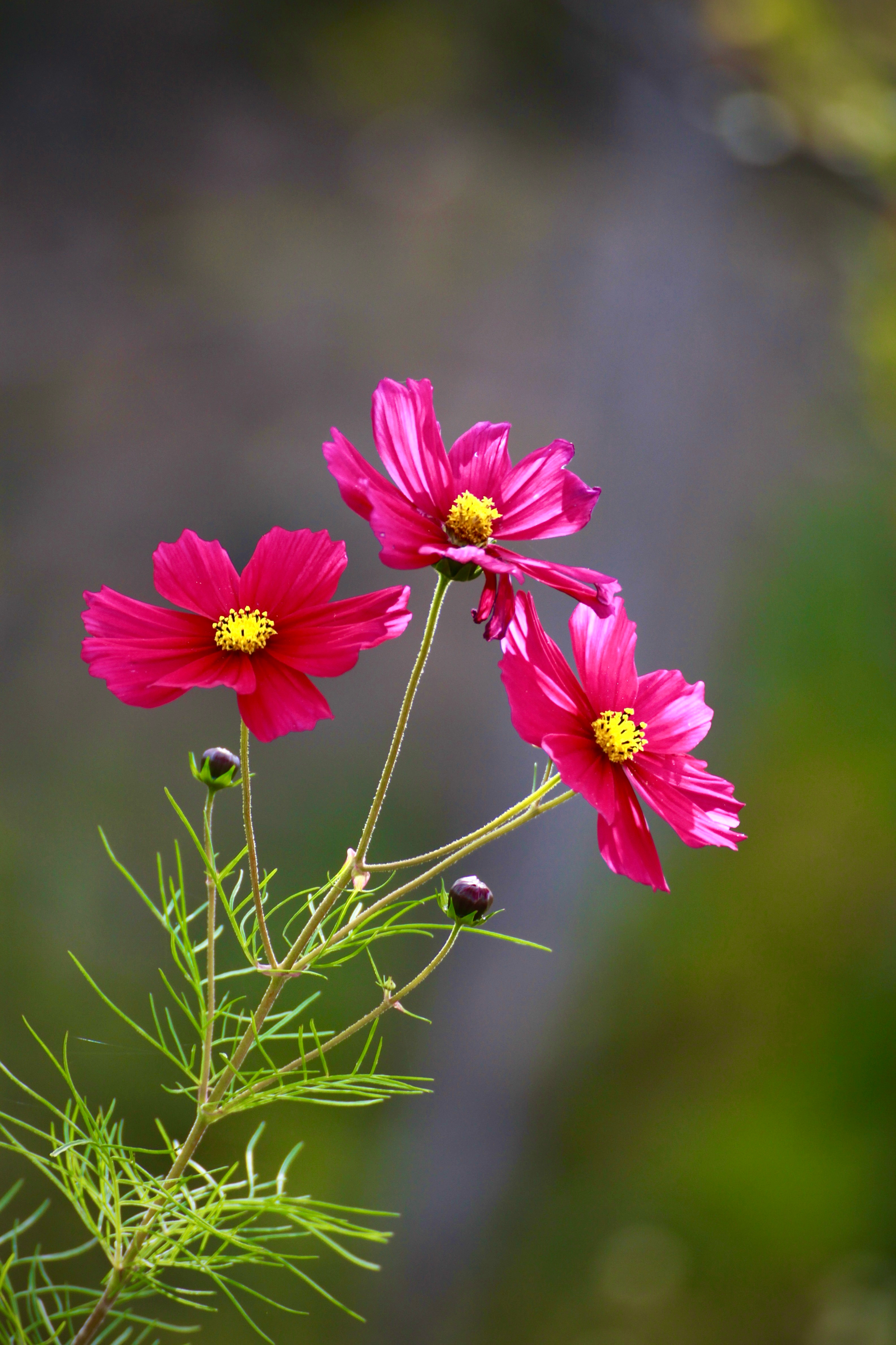 波斯菊